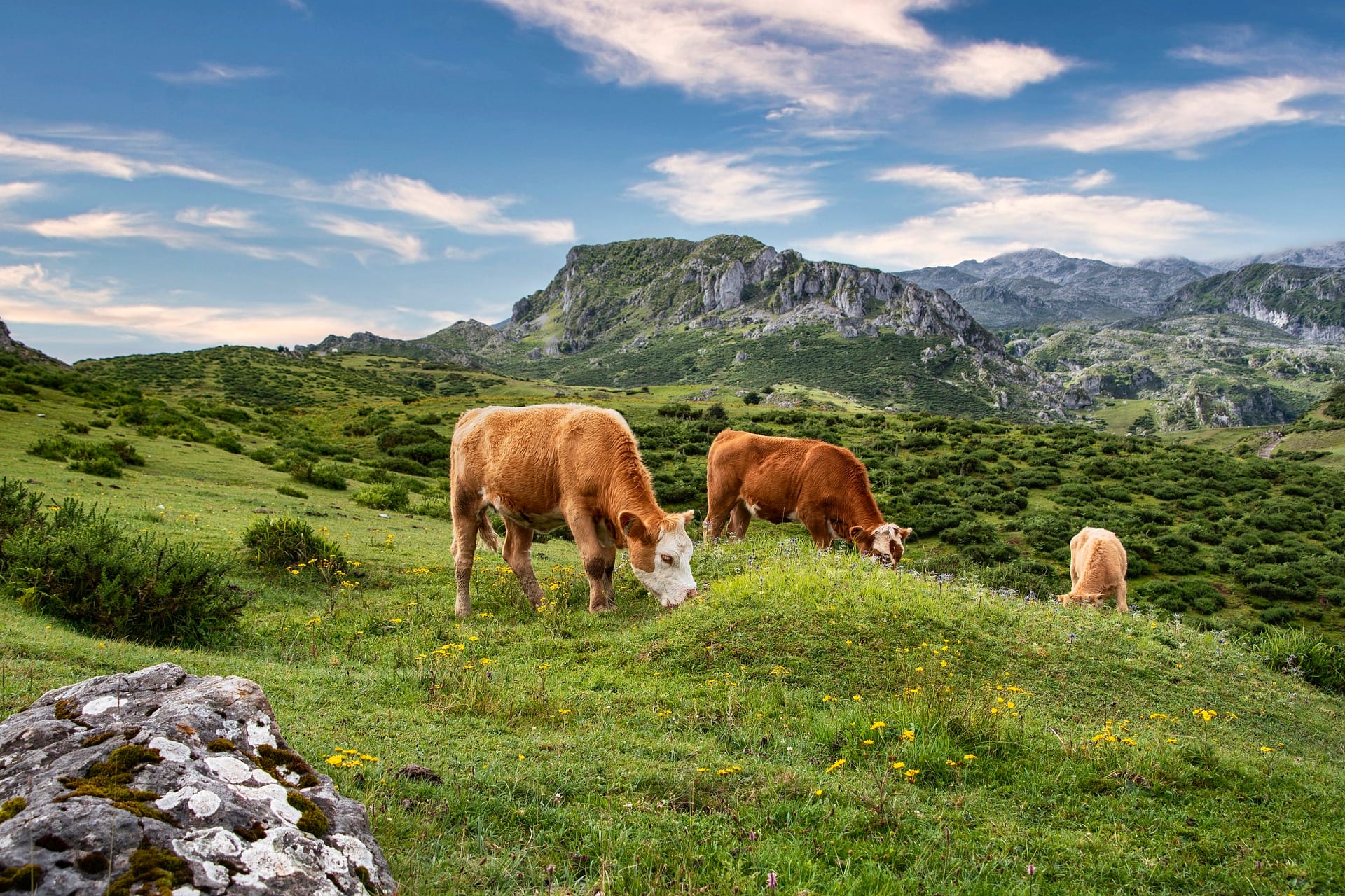 cows in meadow