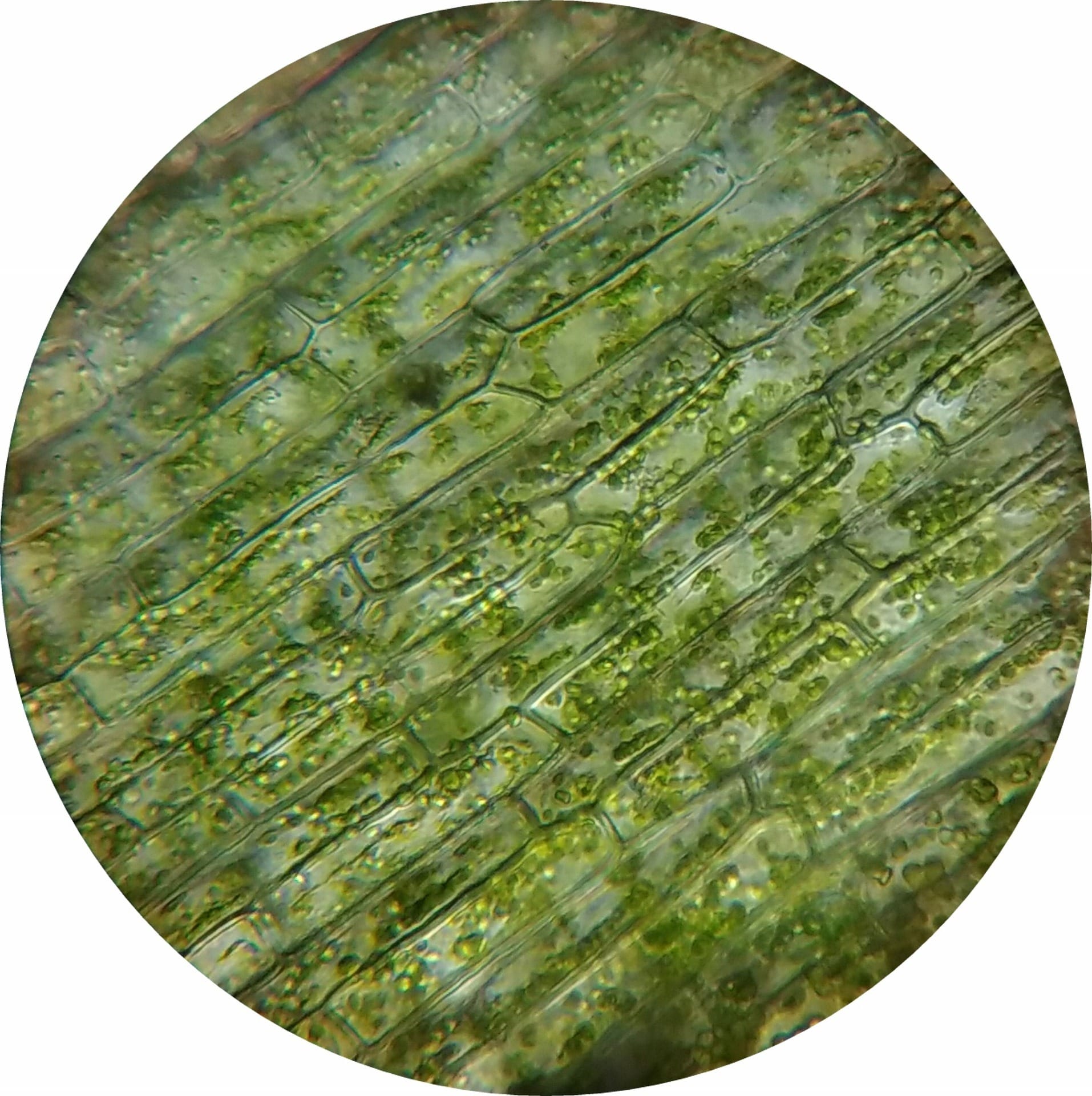 chloroplasts