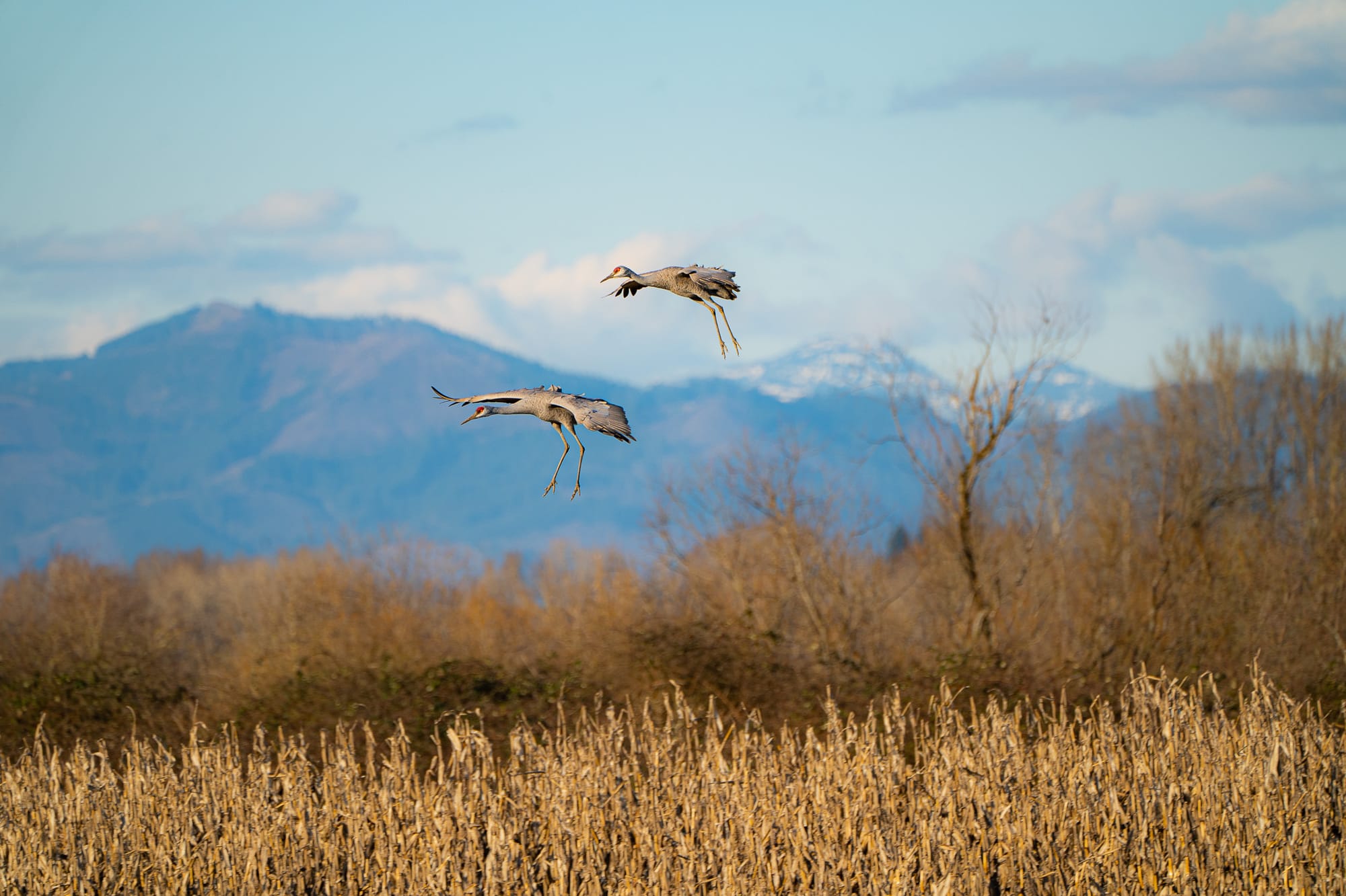 sandhill cranes