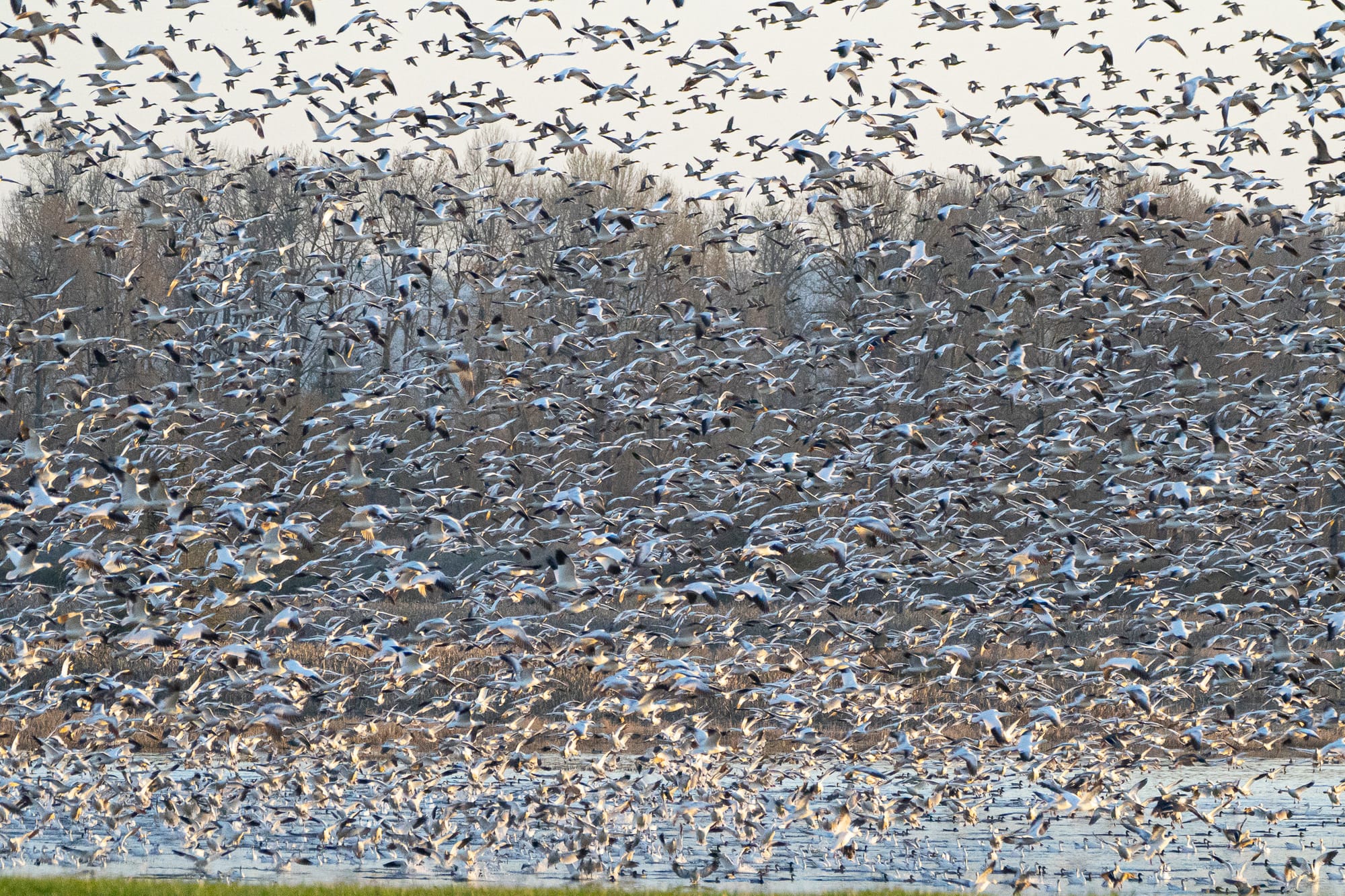 snow geese