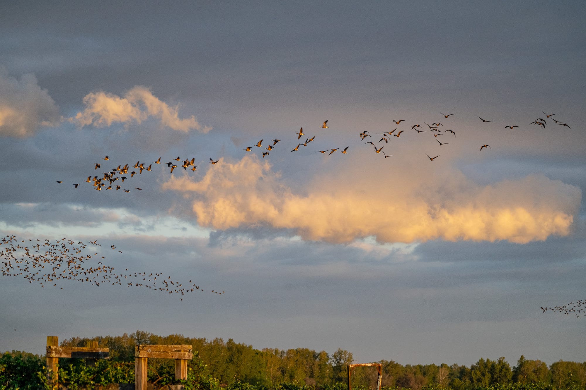 migrating Canada geese