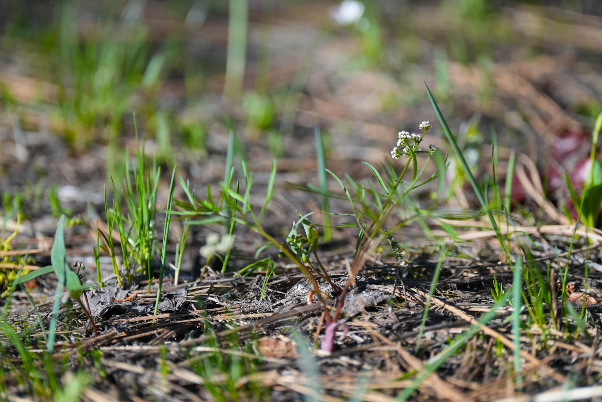 new shoots