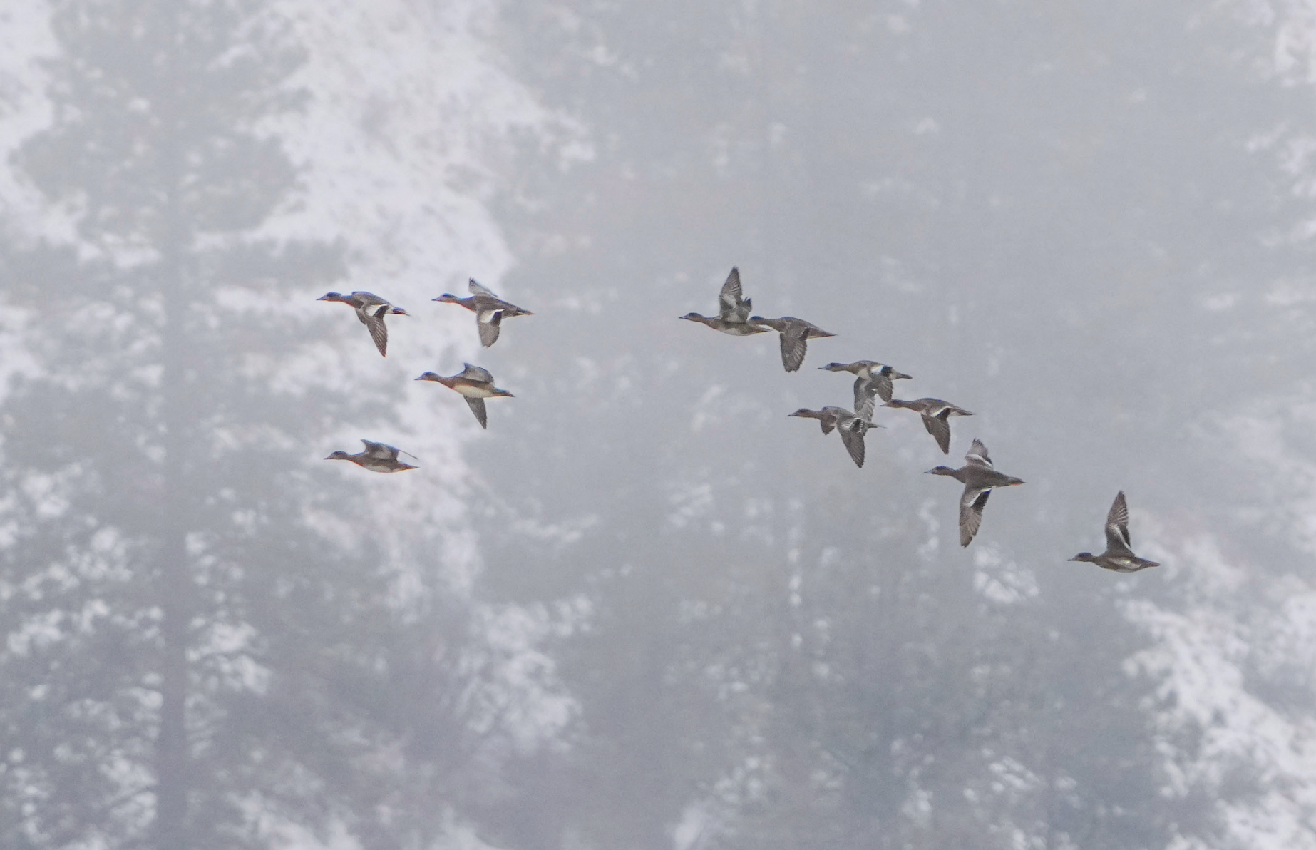 migrating american wigeon