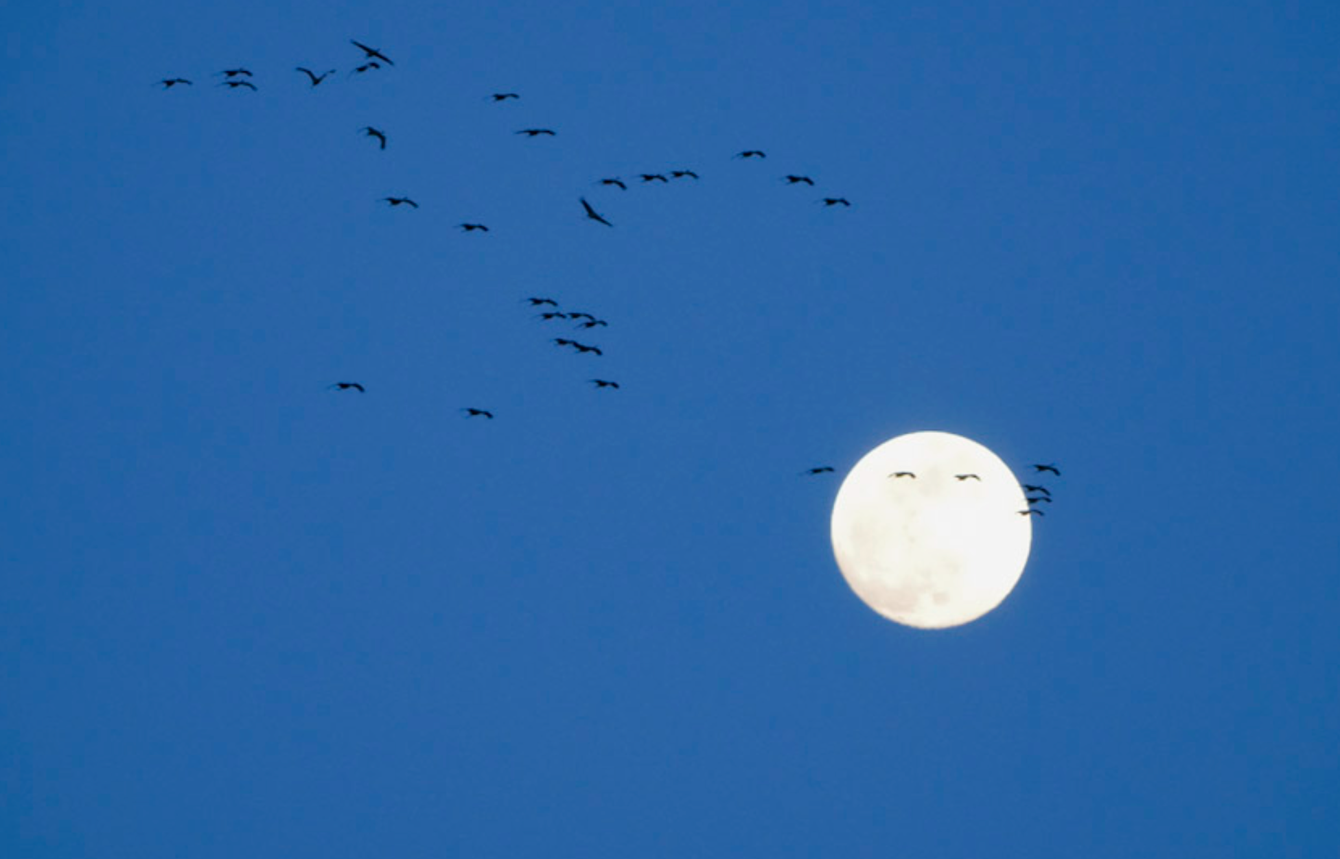 sandhill cranes and full moon