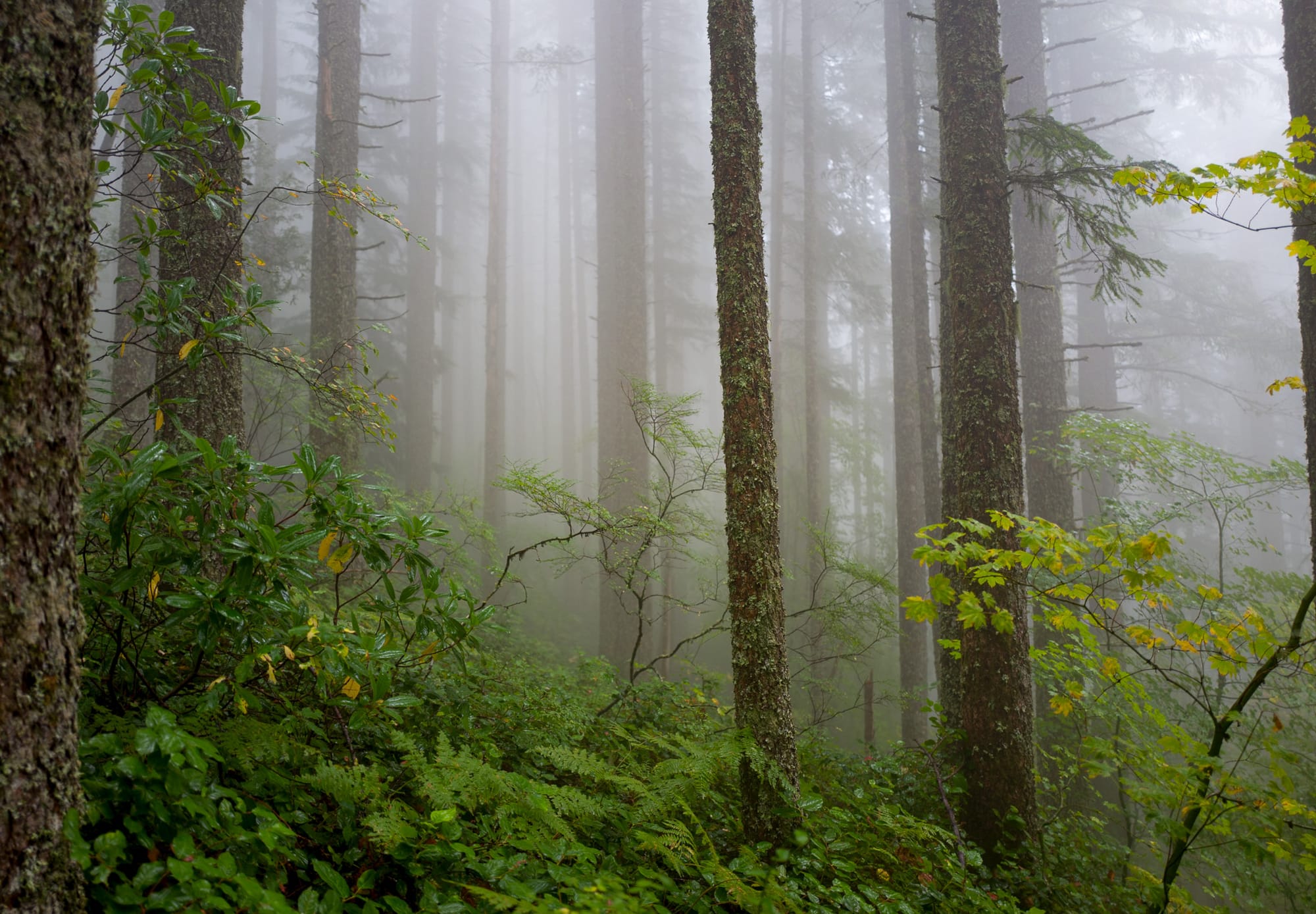 trees and fog