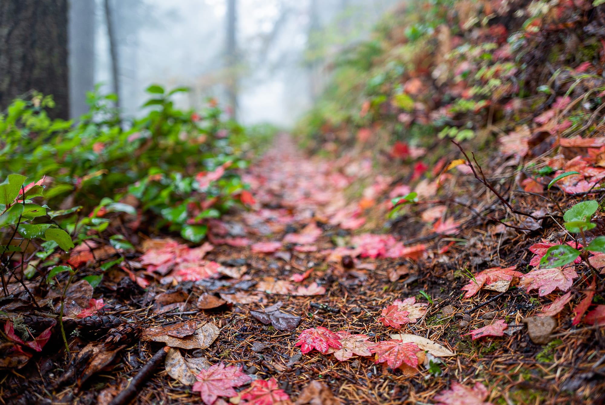 rain on forest floor