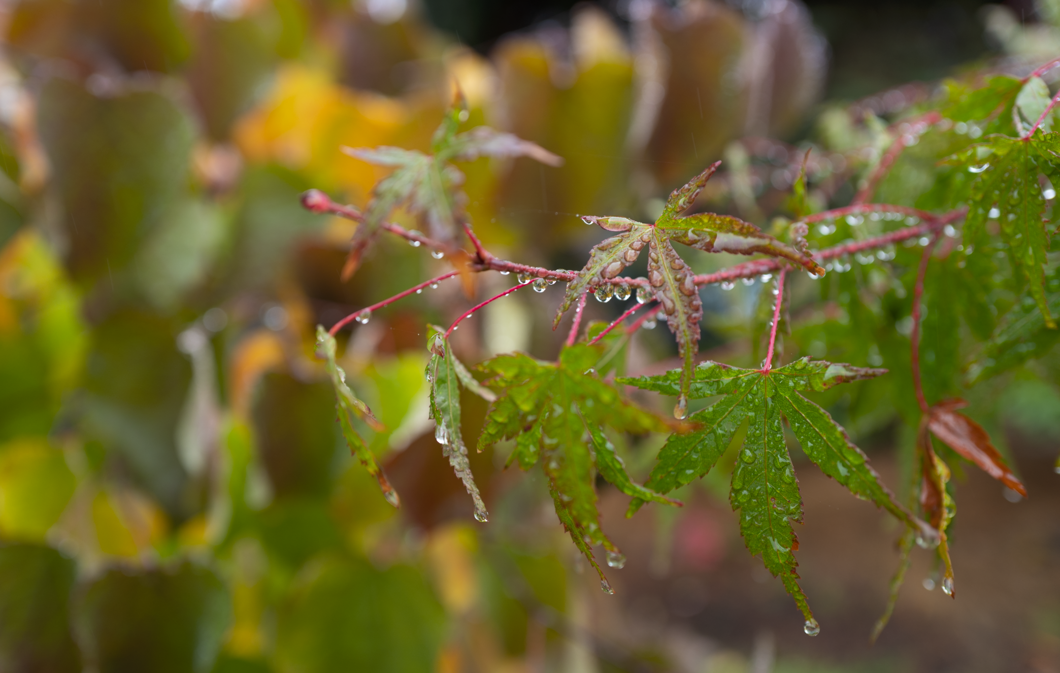 raindrops on leaves