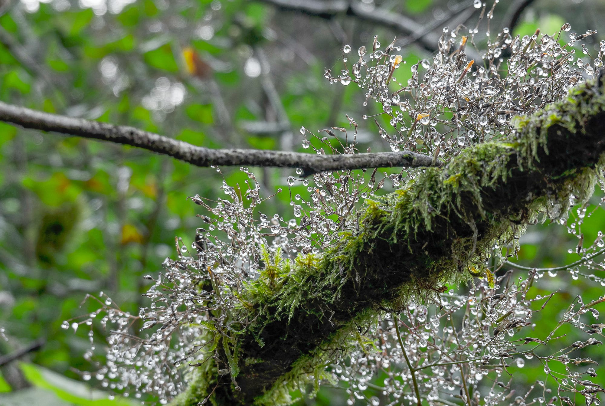 dewdrops on mossy branch