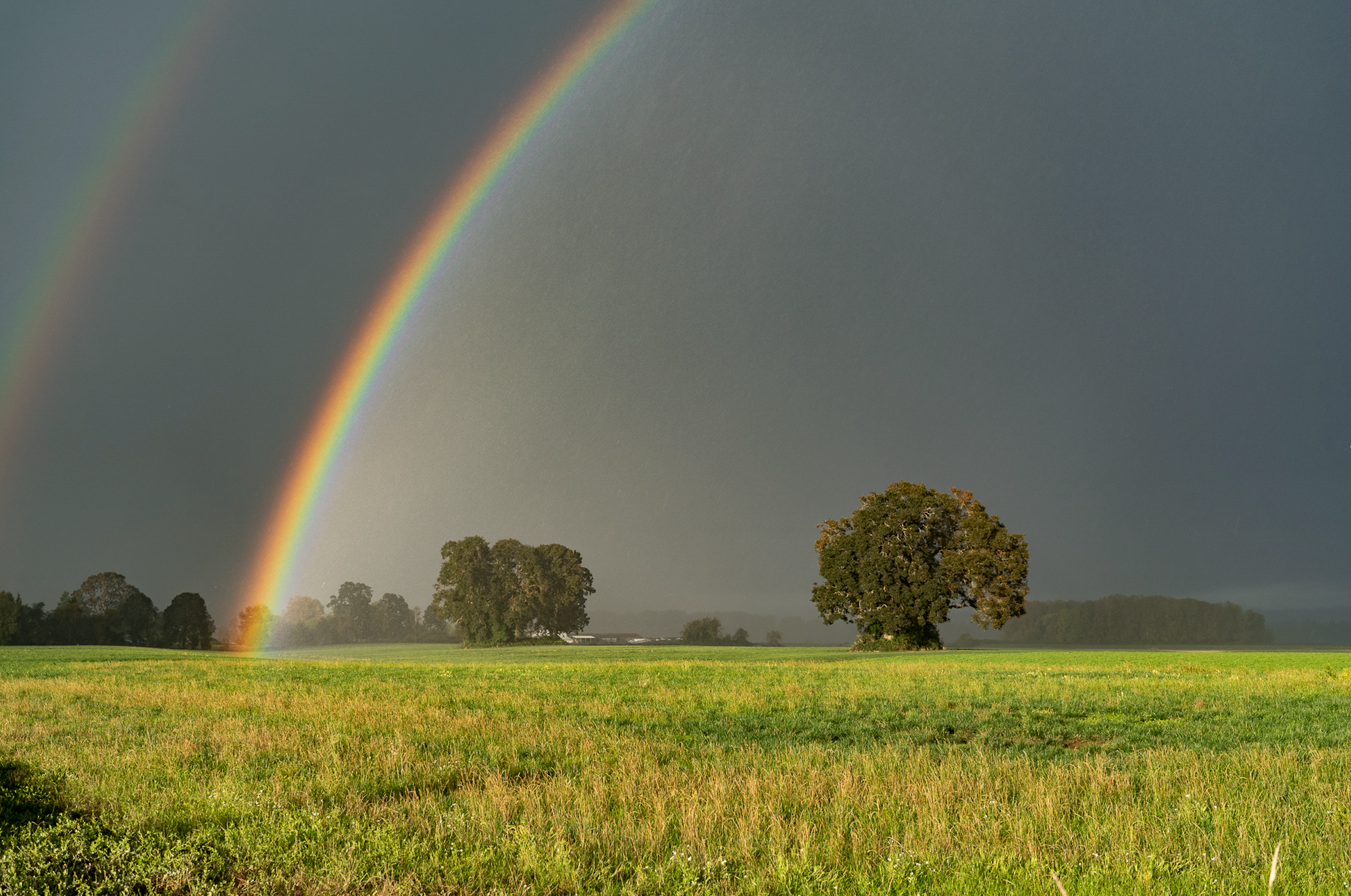 rainbow and field