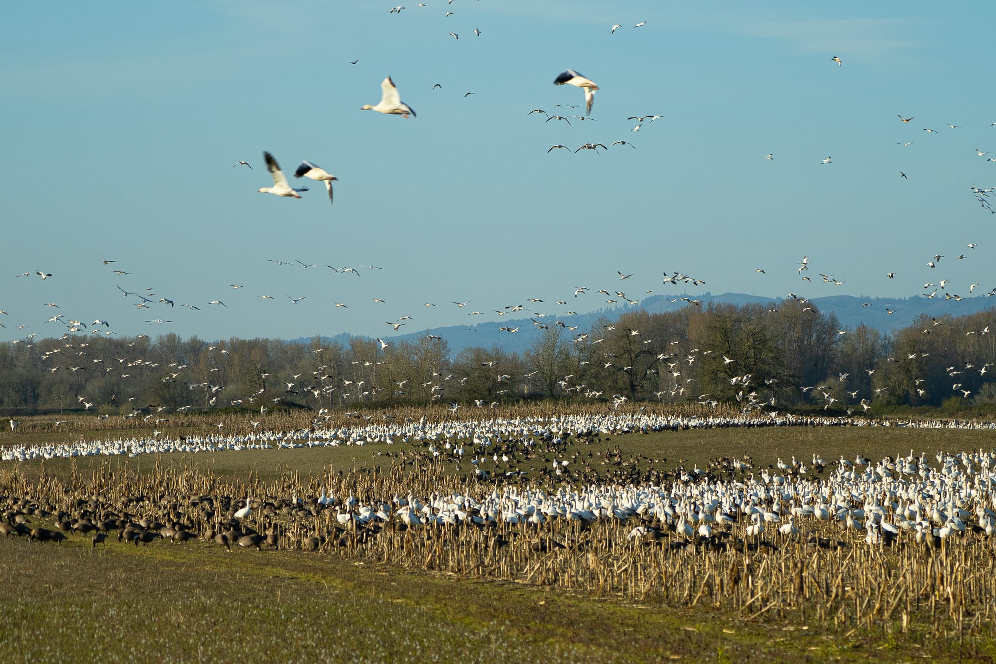 snow geese