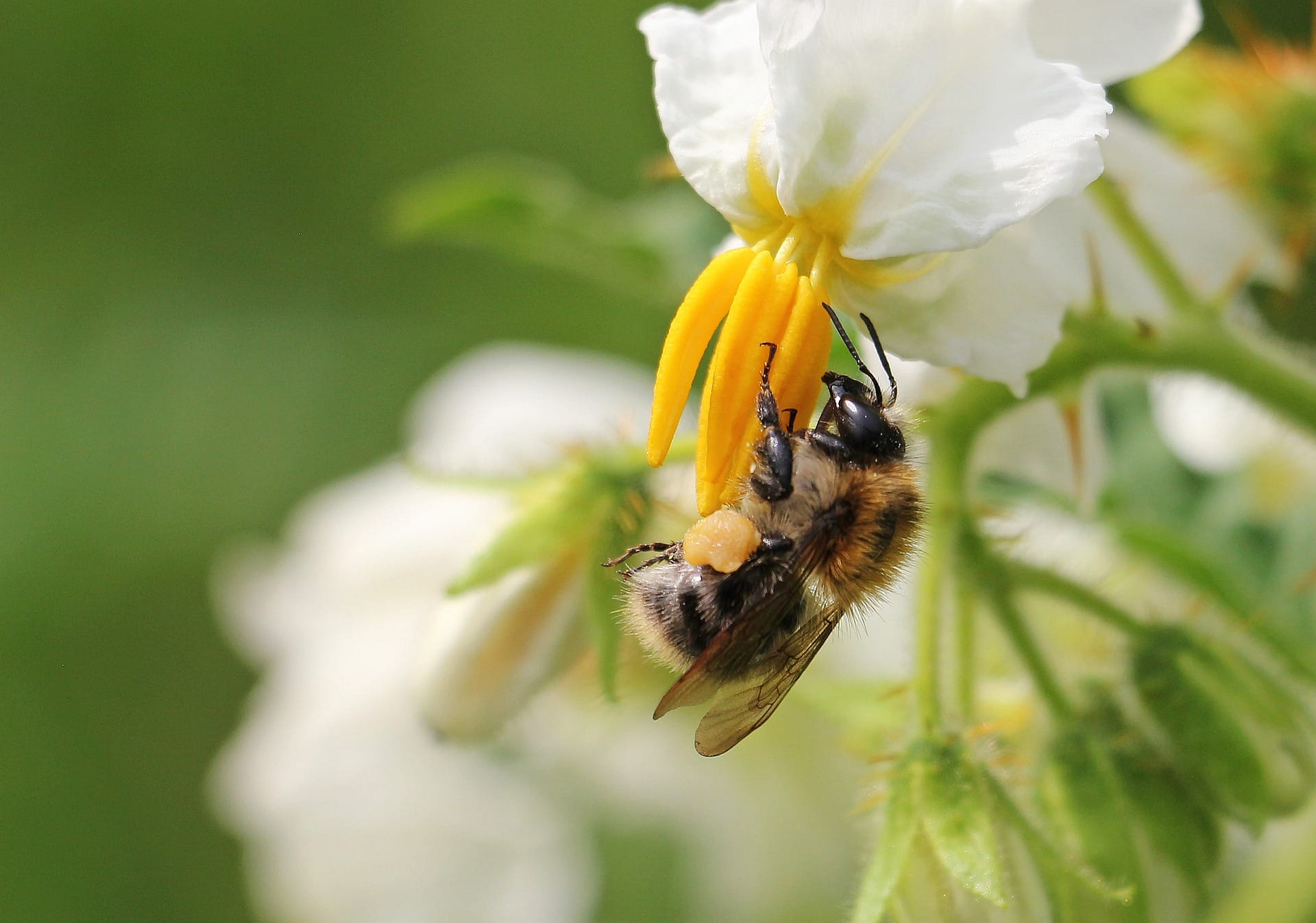 bumblebee on potato flower