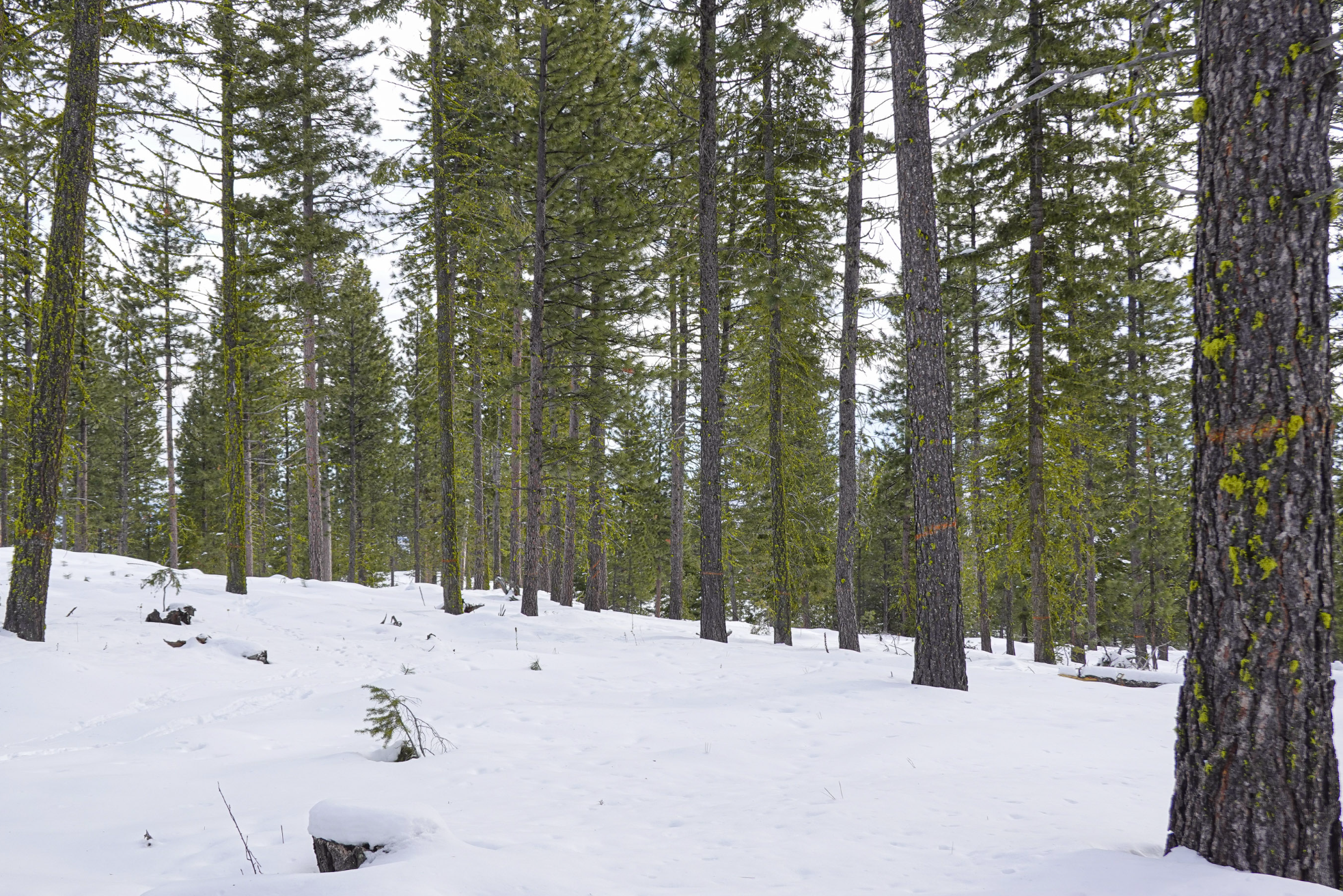 standing trees