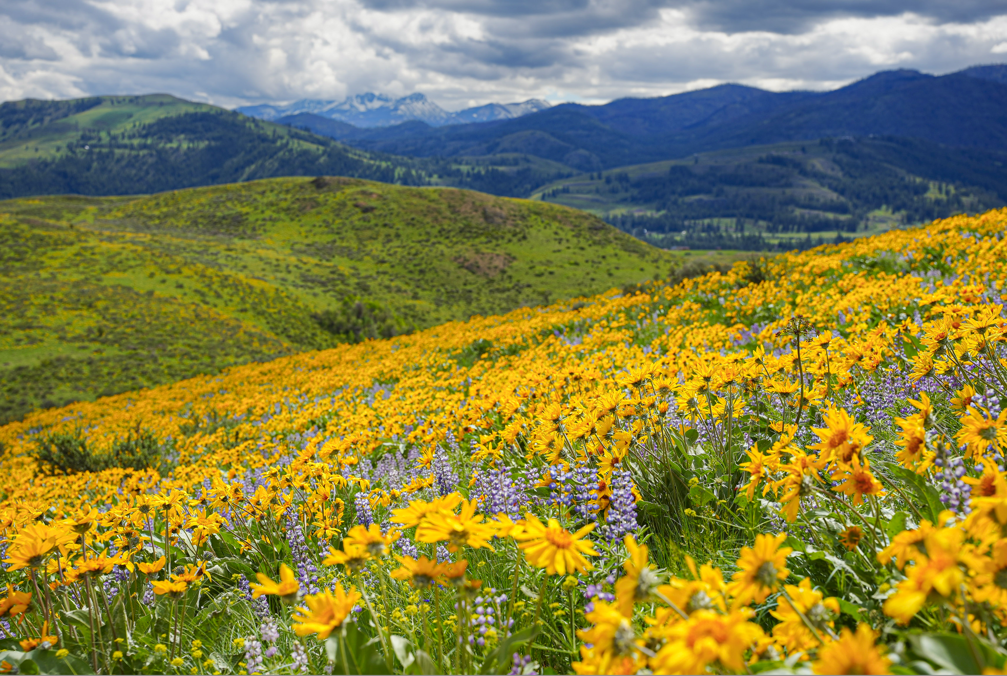 balsamroot flowers