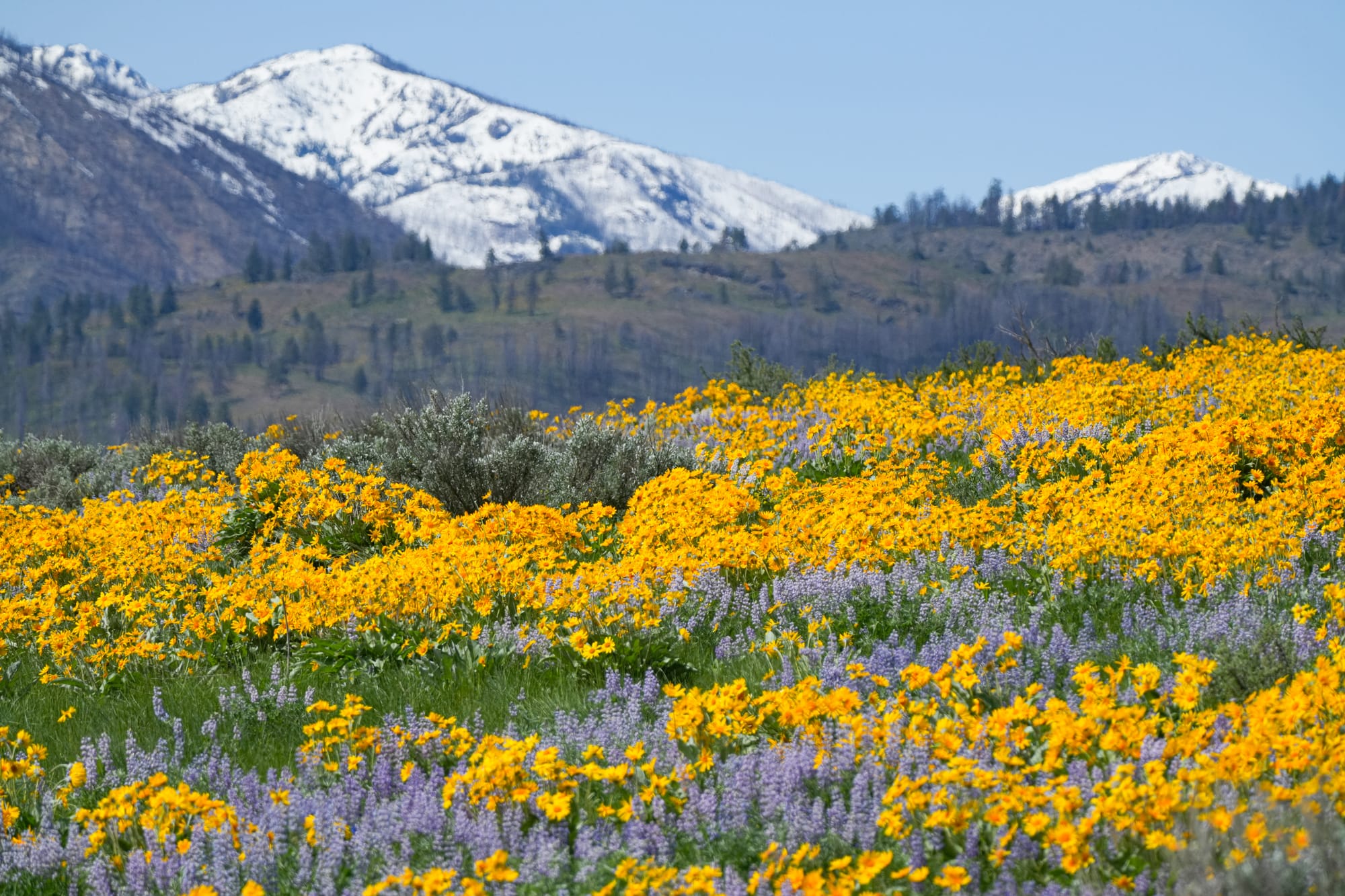 field of arrowleaf balsamroot