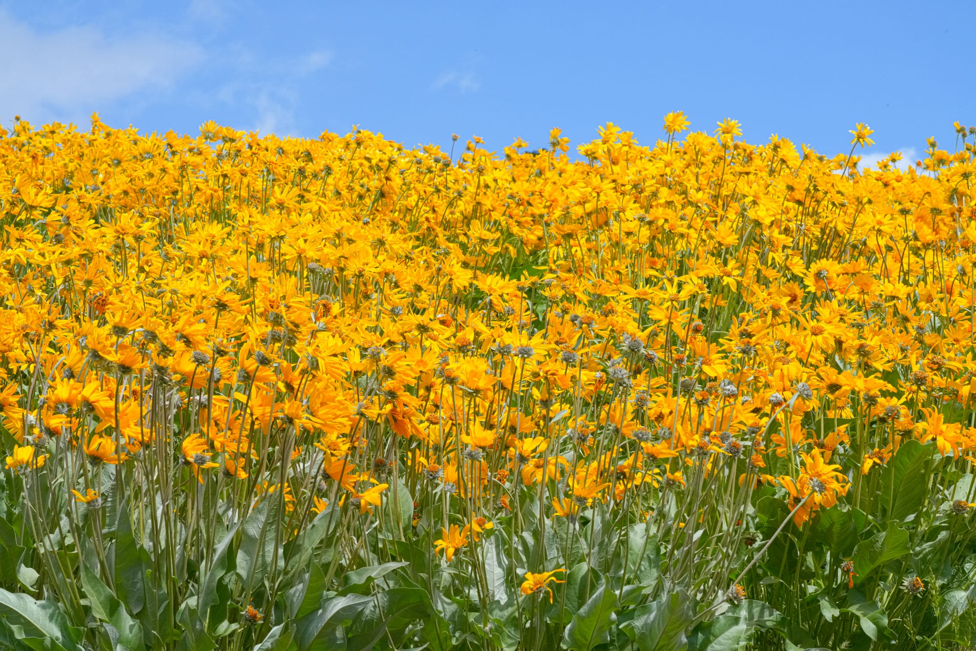 arrowleaf balsamroot