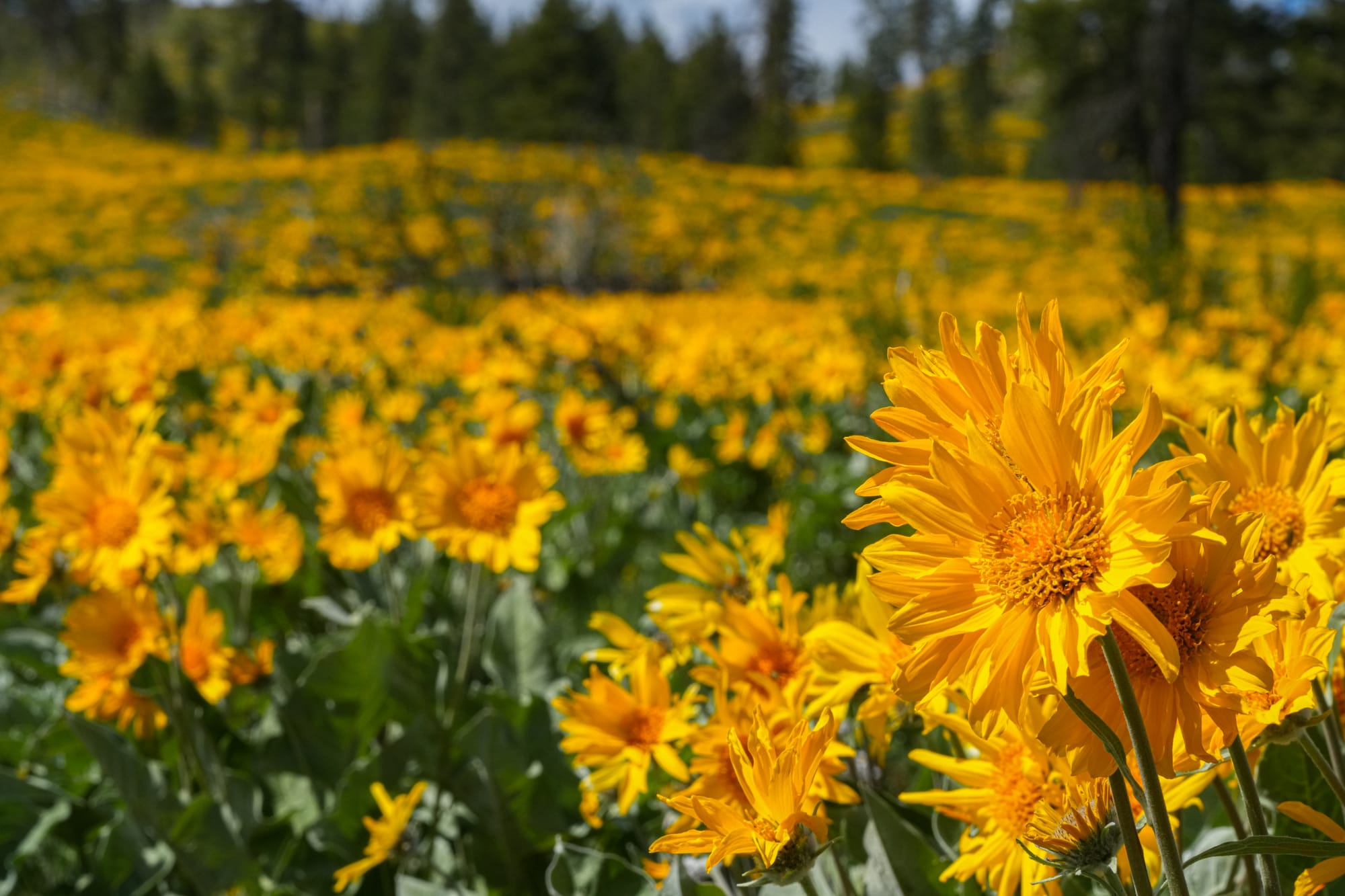 arrowleaf balsamroot