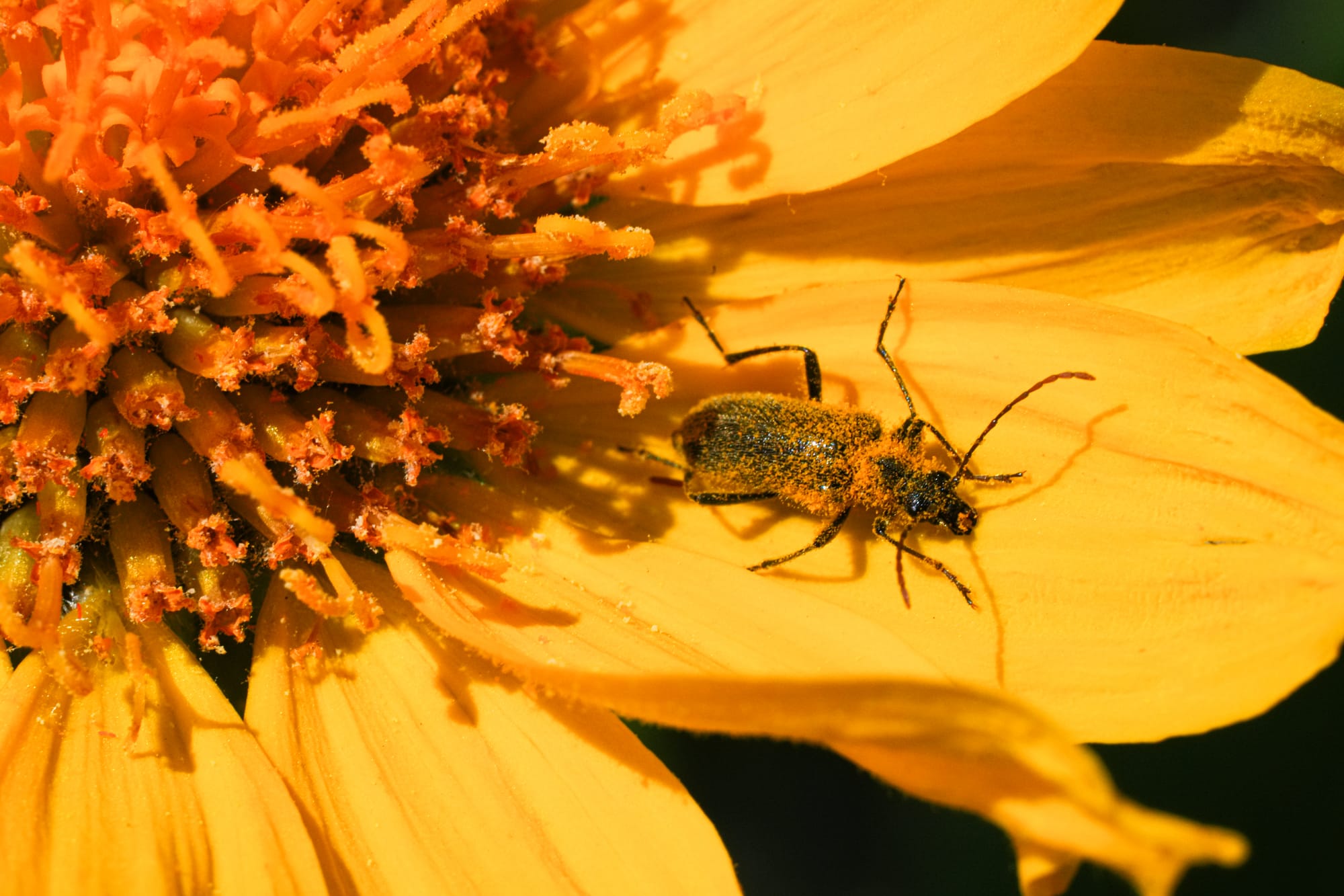 beetle on balsamroot flower