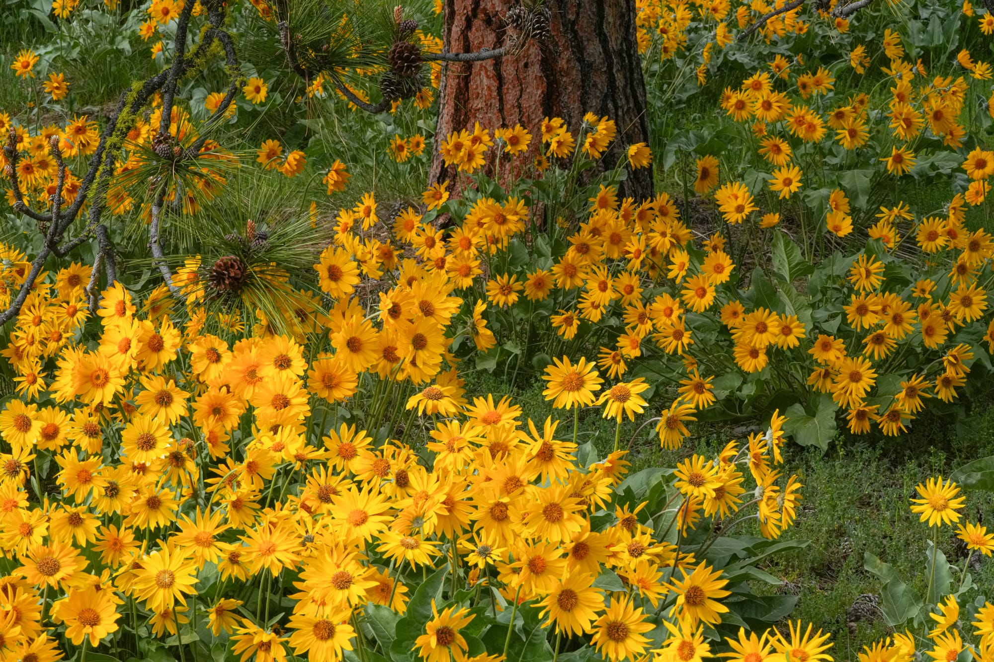 arrowleaf balsamroot