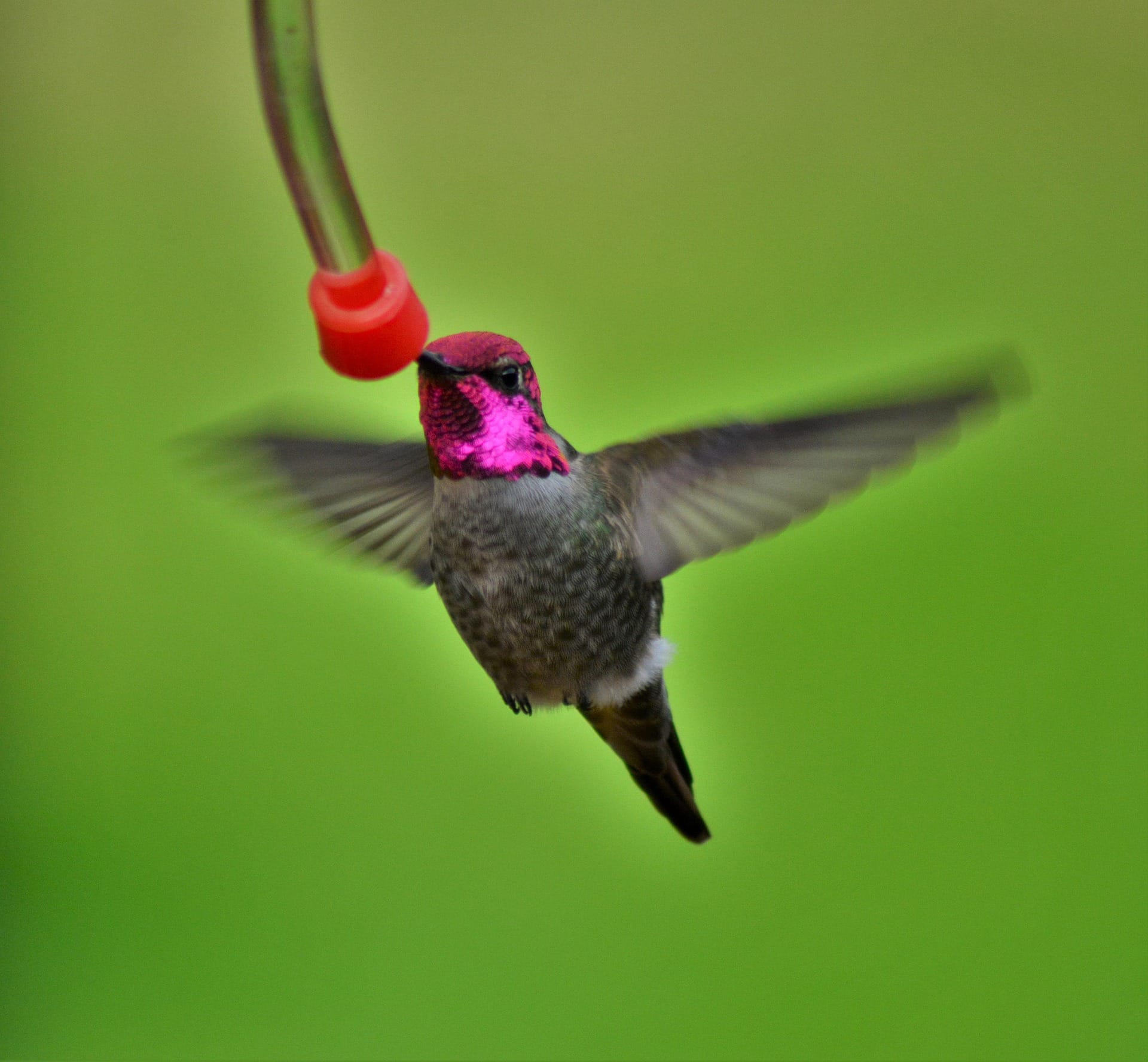 Anna's hummingbird at feeder