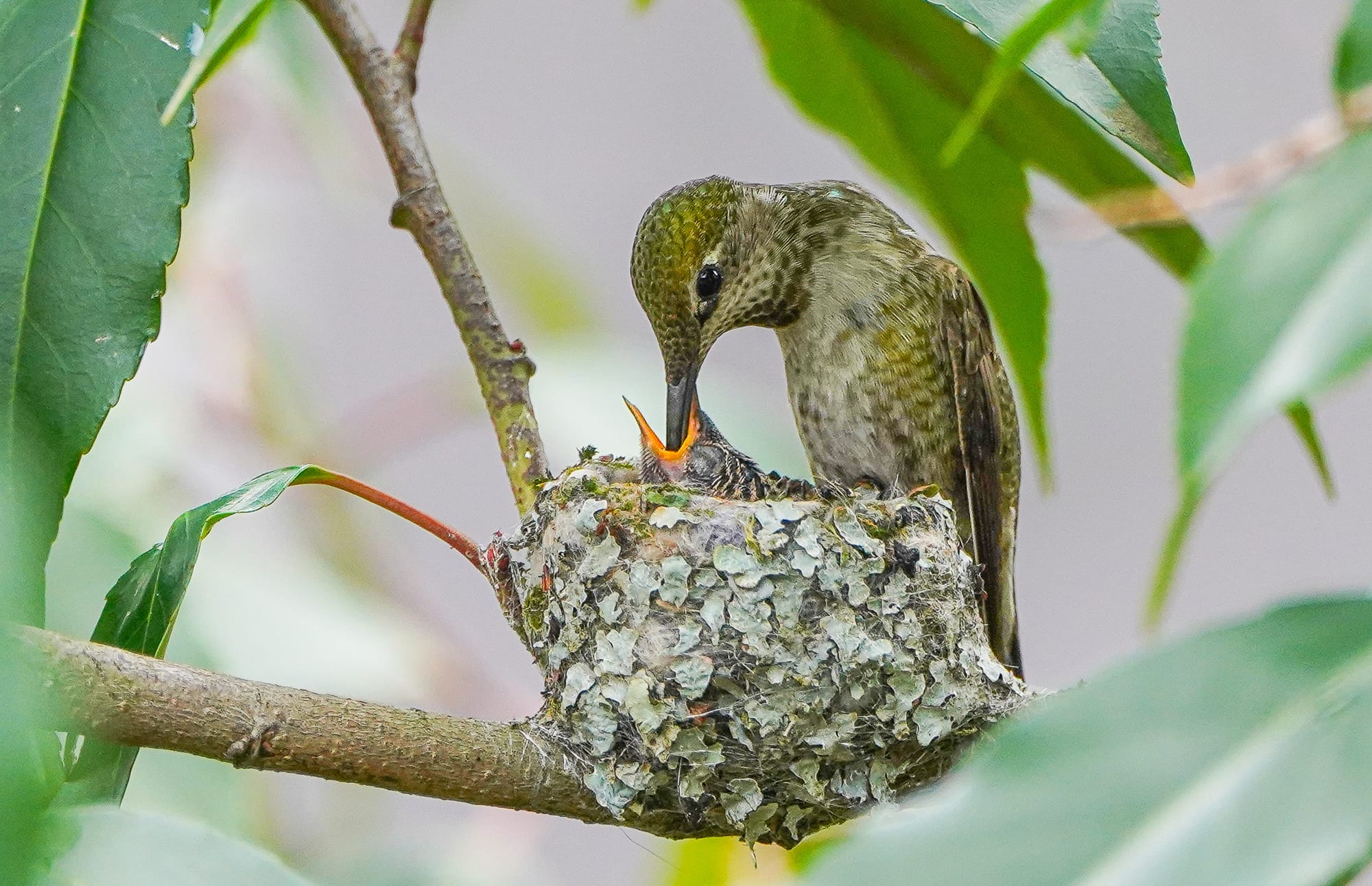 Anna's hummingbird at its nest