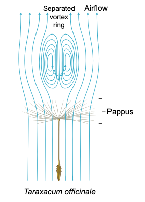 vortex ring on a dandelion seed