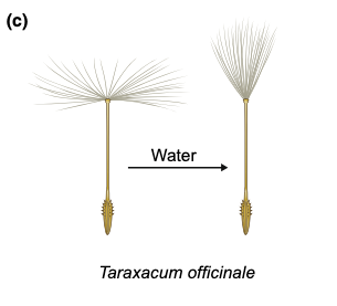 dandelion seed