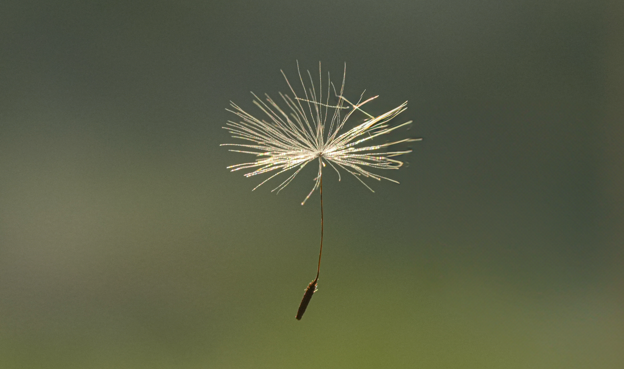 airborne dandelion seed