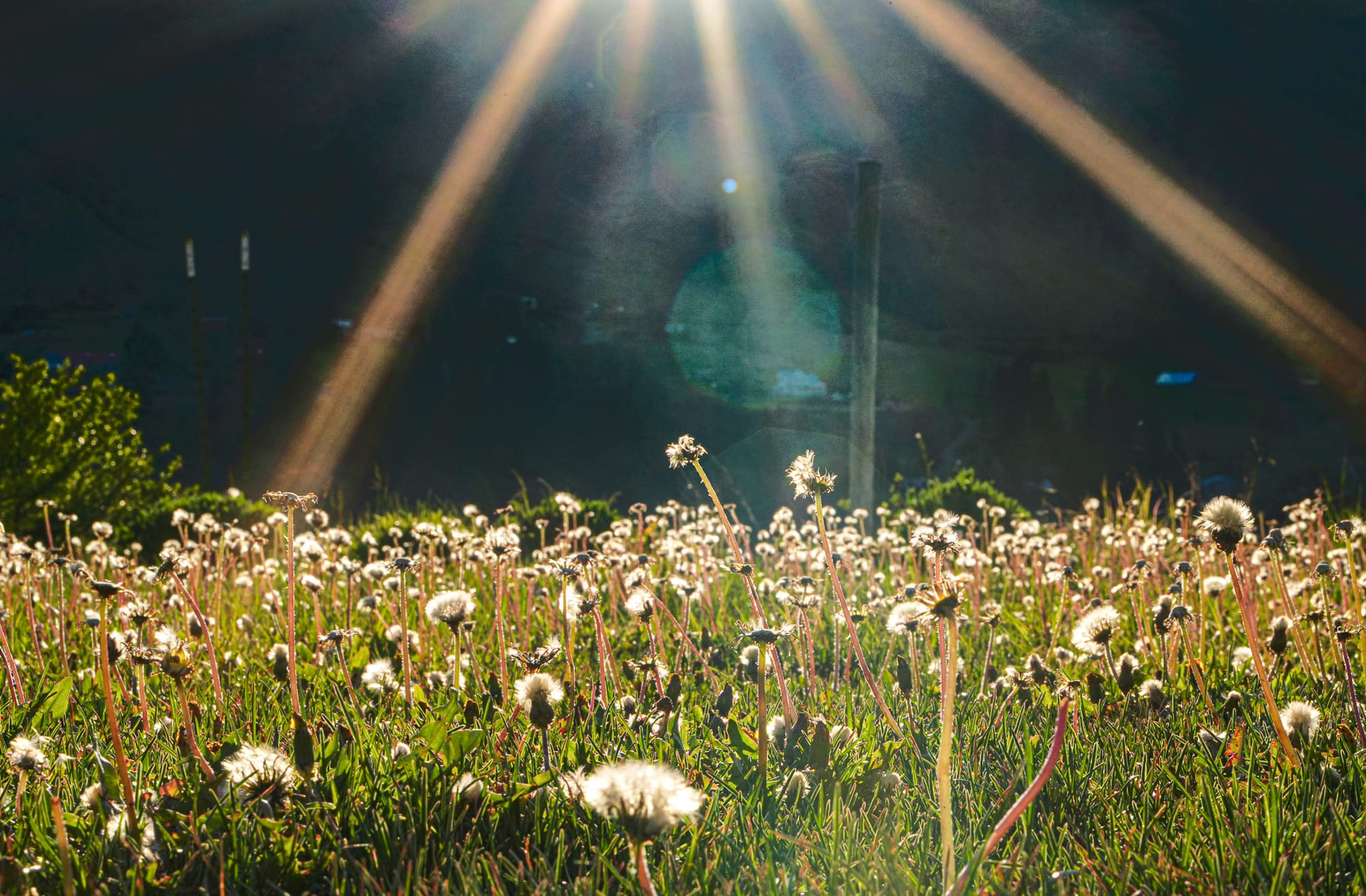 dandelions in lawn