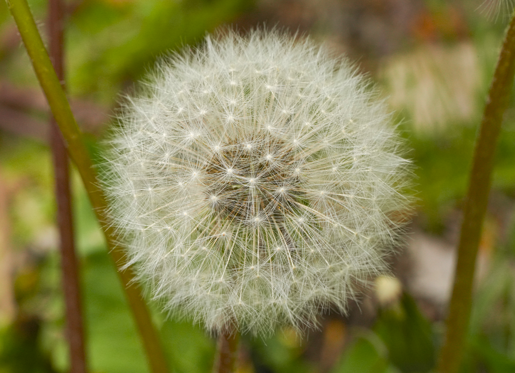 dandelion seed head