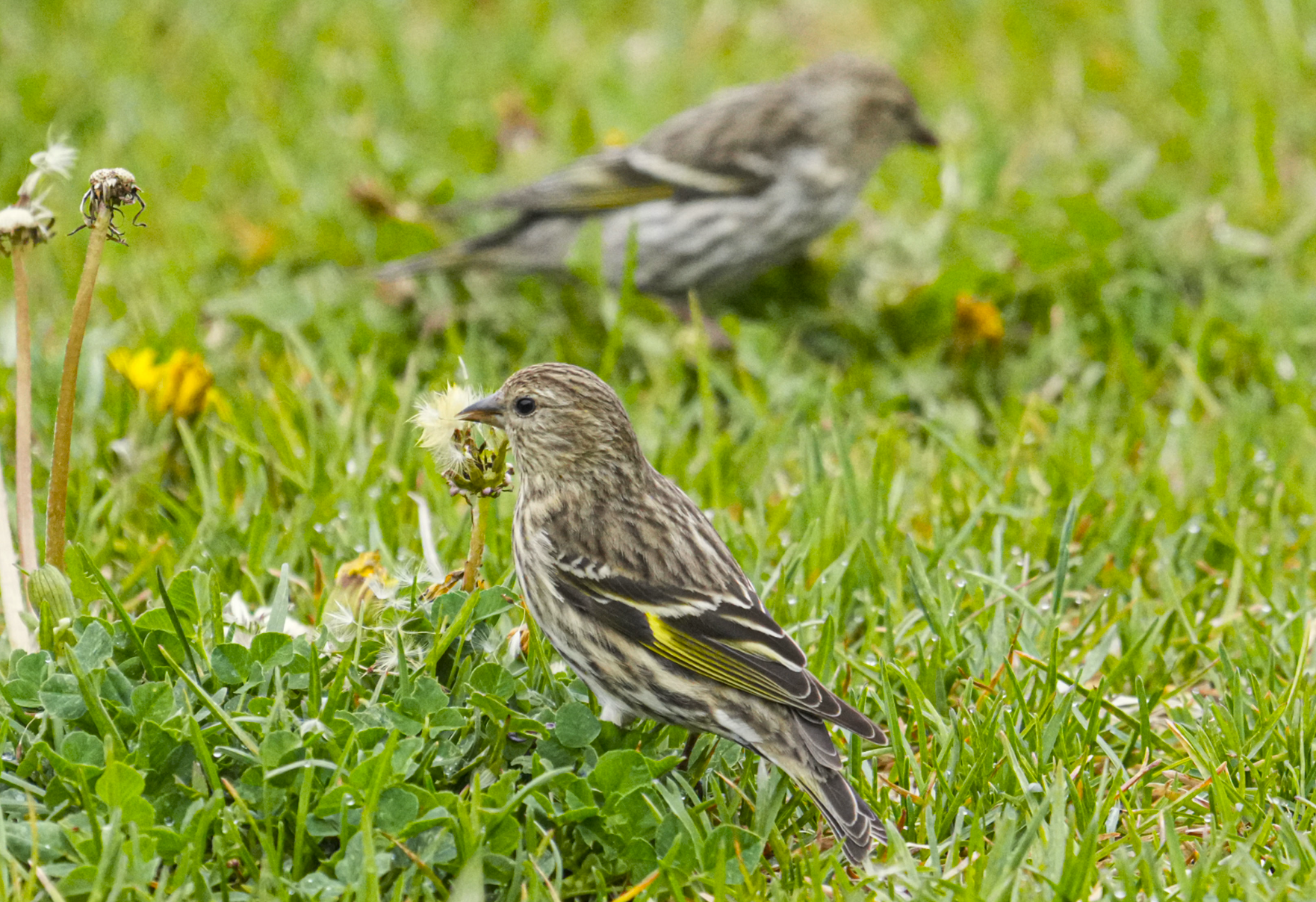 pine siskins in yard