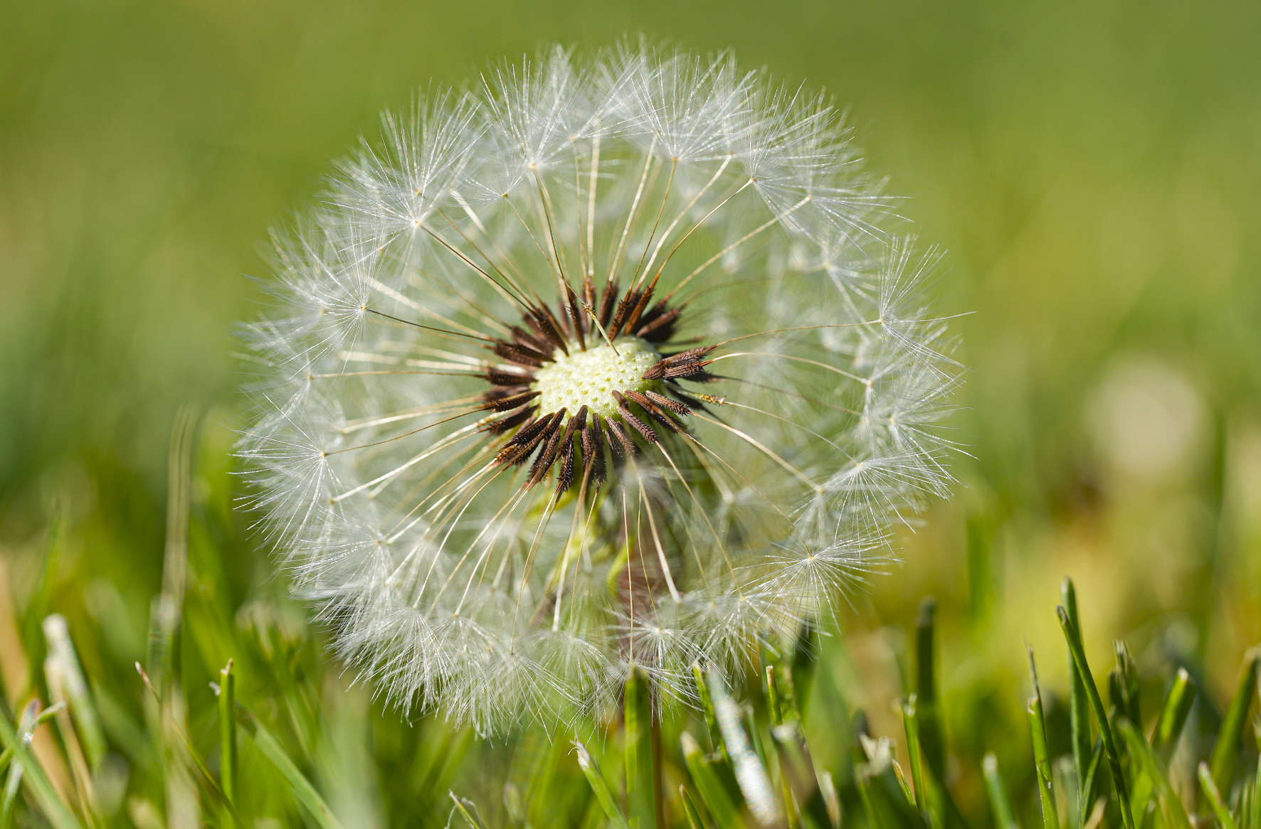 dandelion seed head