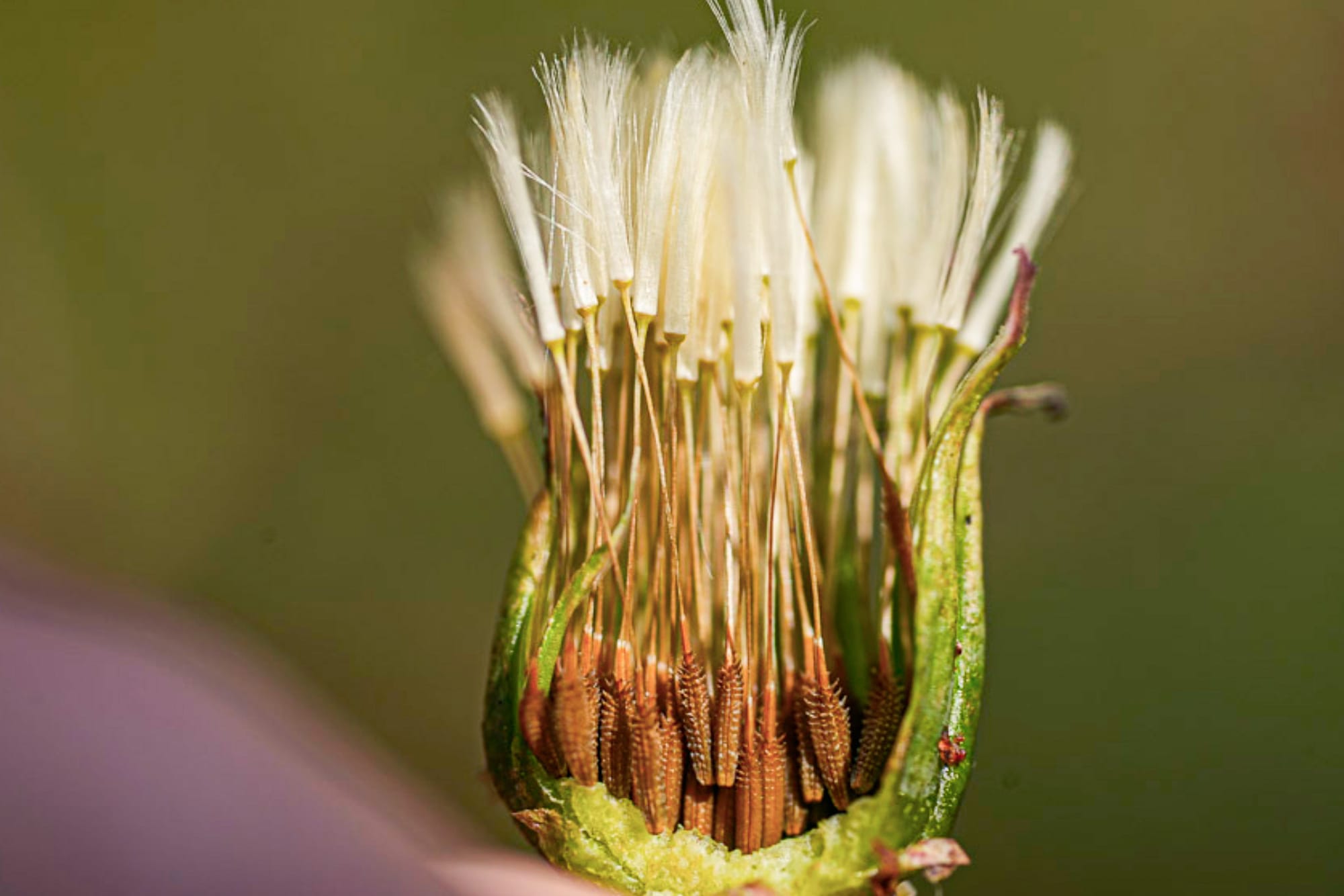 closed dandelion head