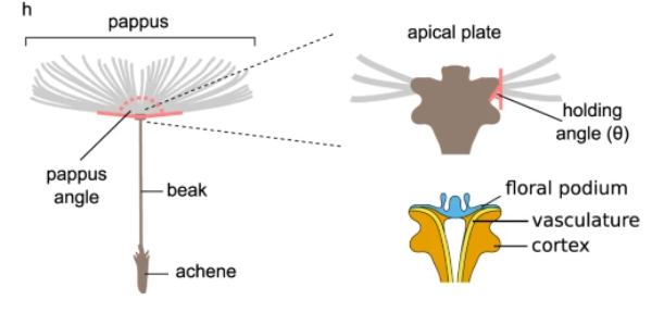 diagram of dandelion seed head