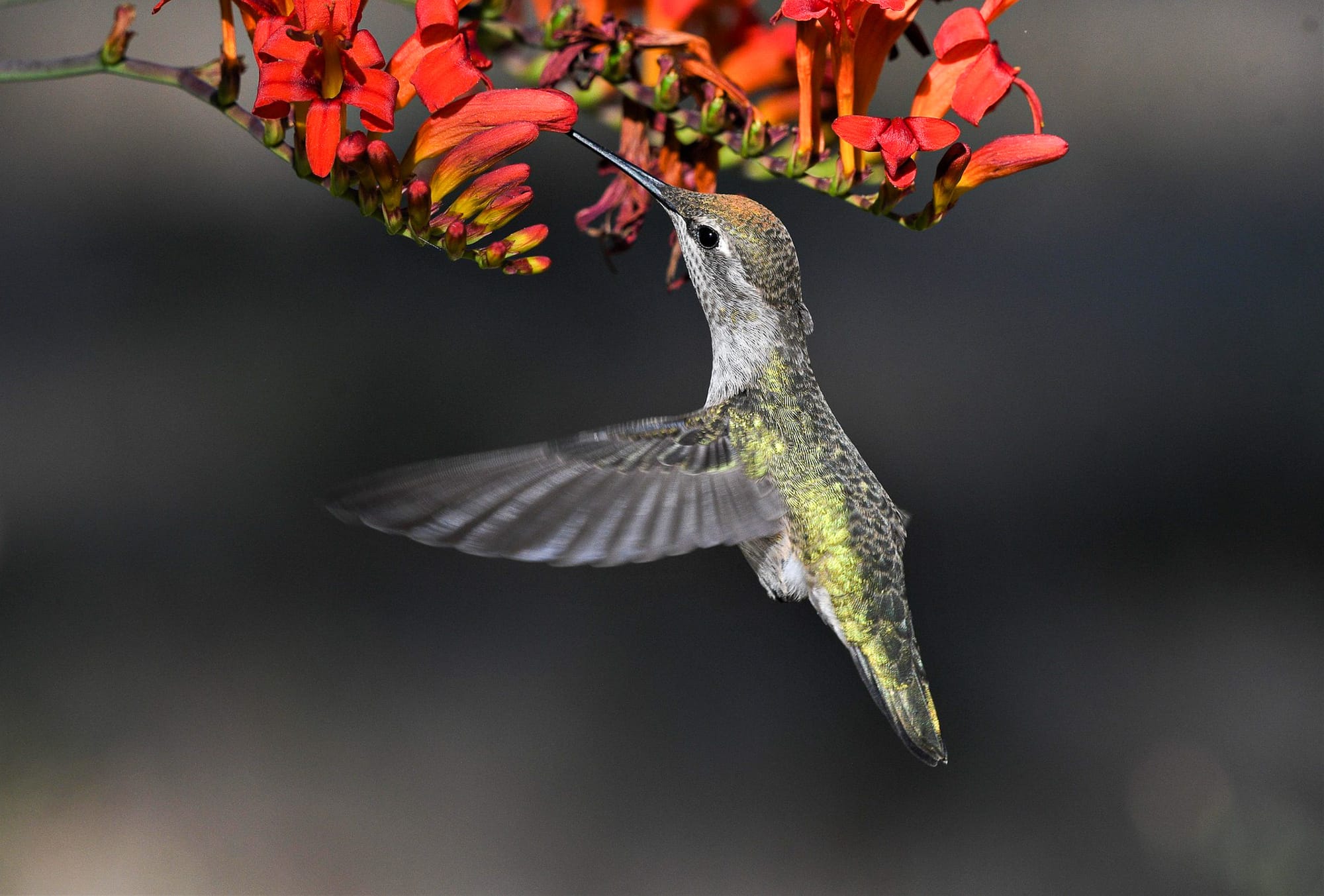 Anna's hummingbird at flowers