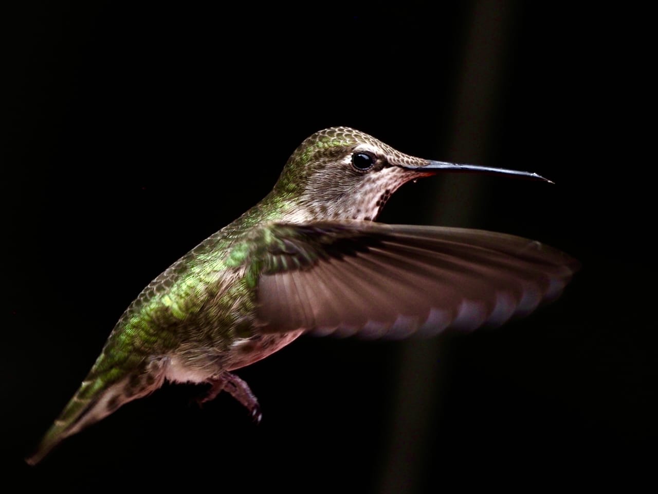 female Anna's hummingbird