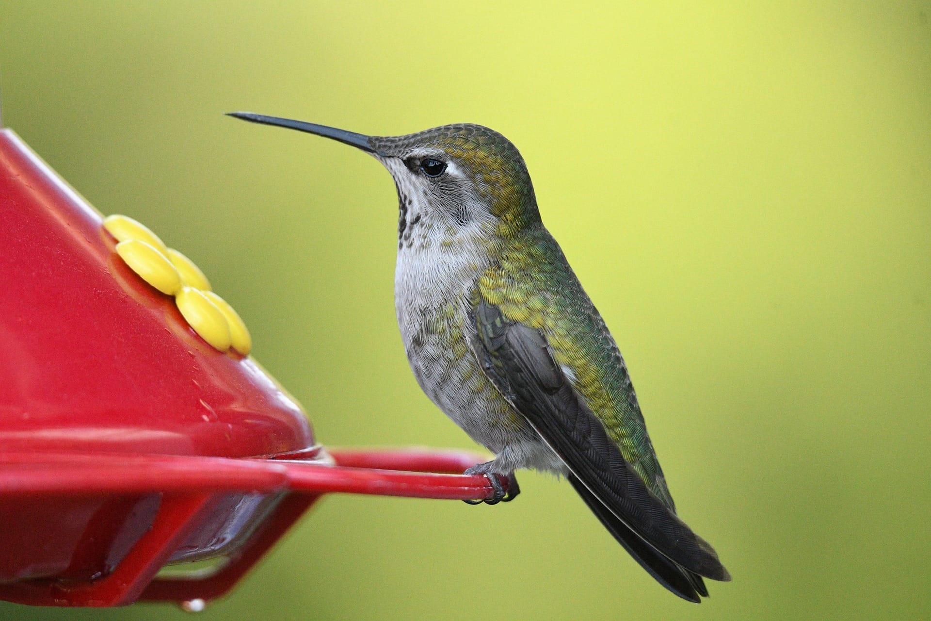 Anna's hummingbird at feeder