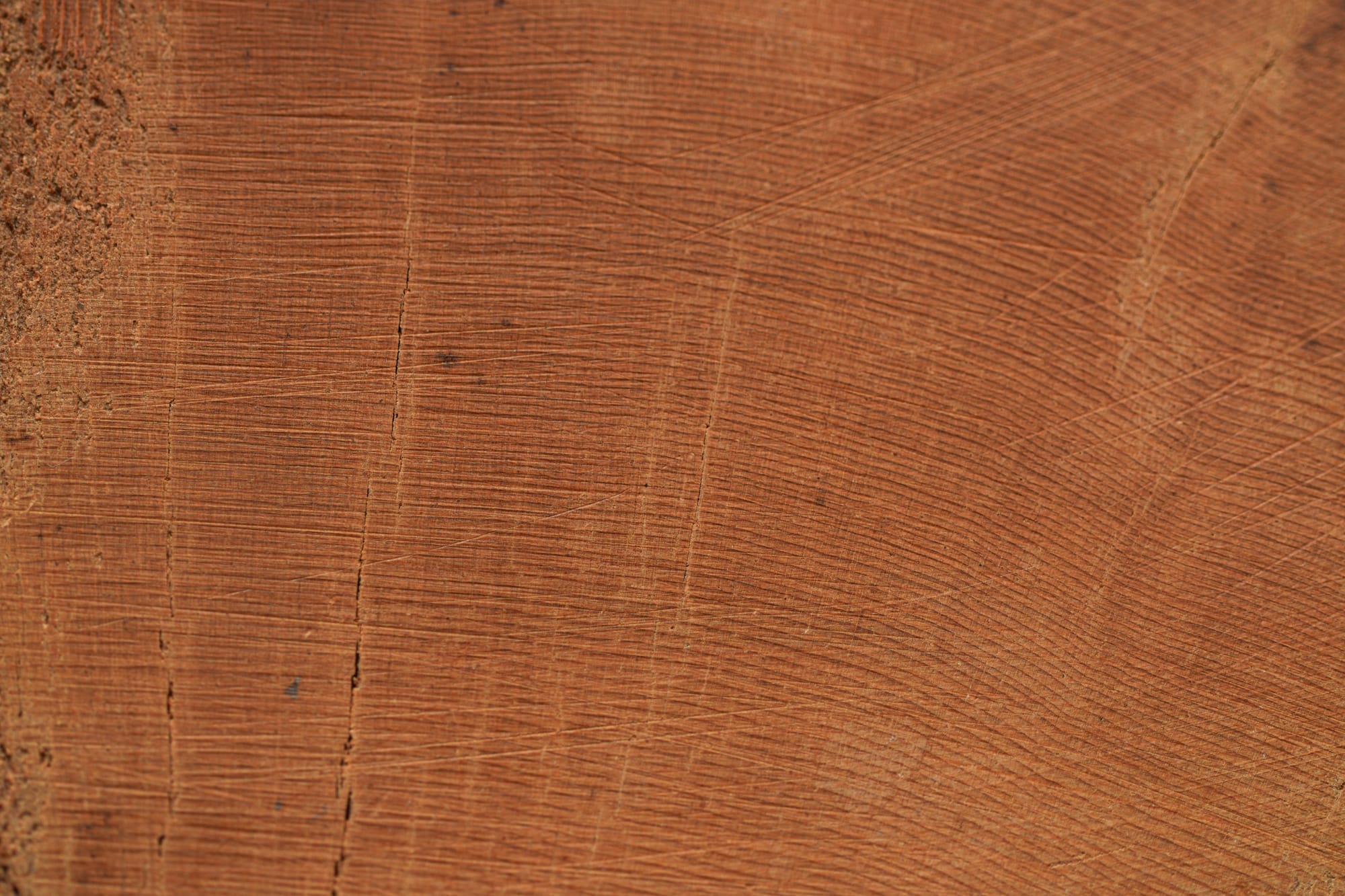 bristlecone pine growth rings