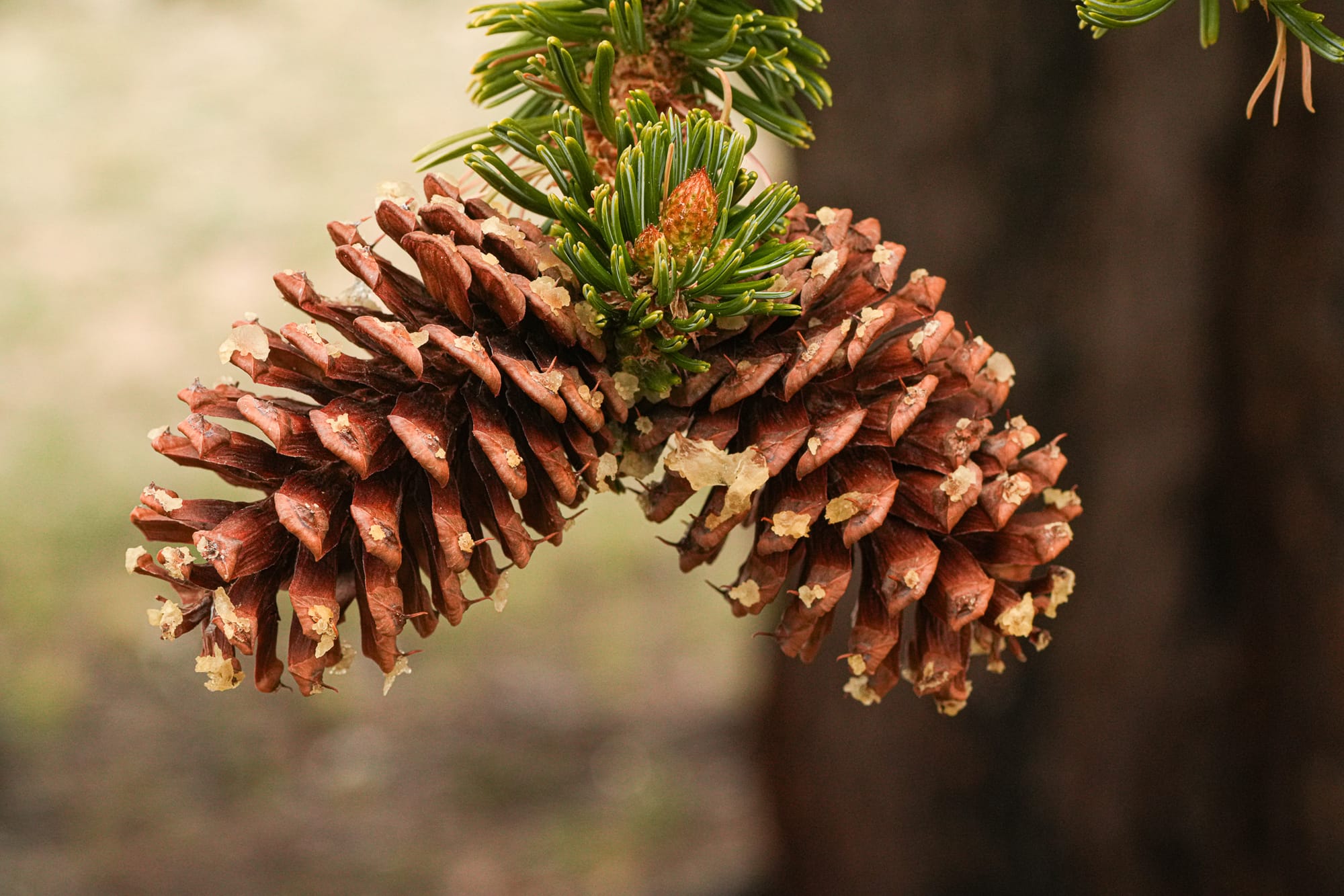 bristlepine pine cones