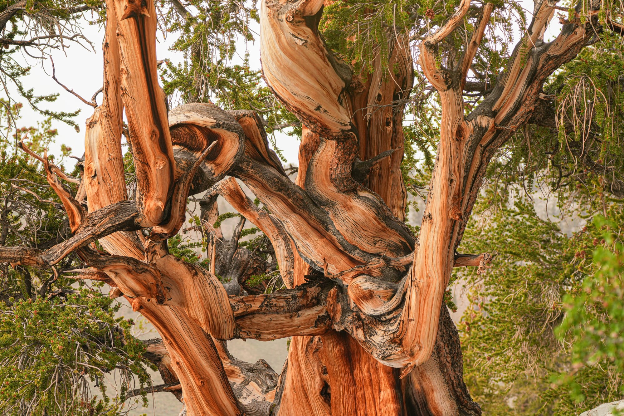 bristlecone pine