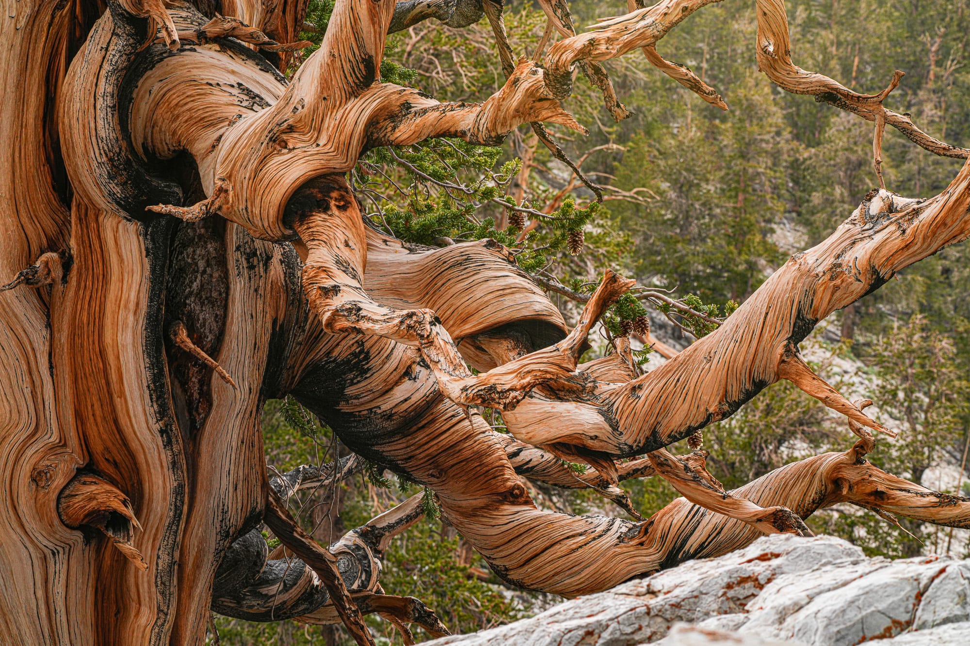 bristlecone pine