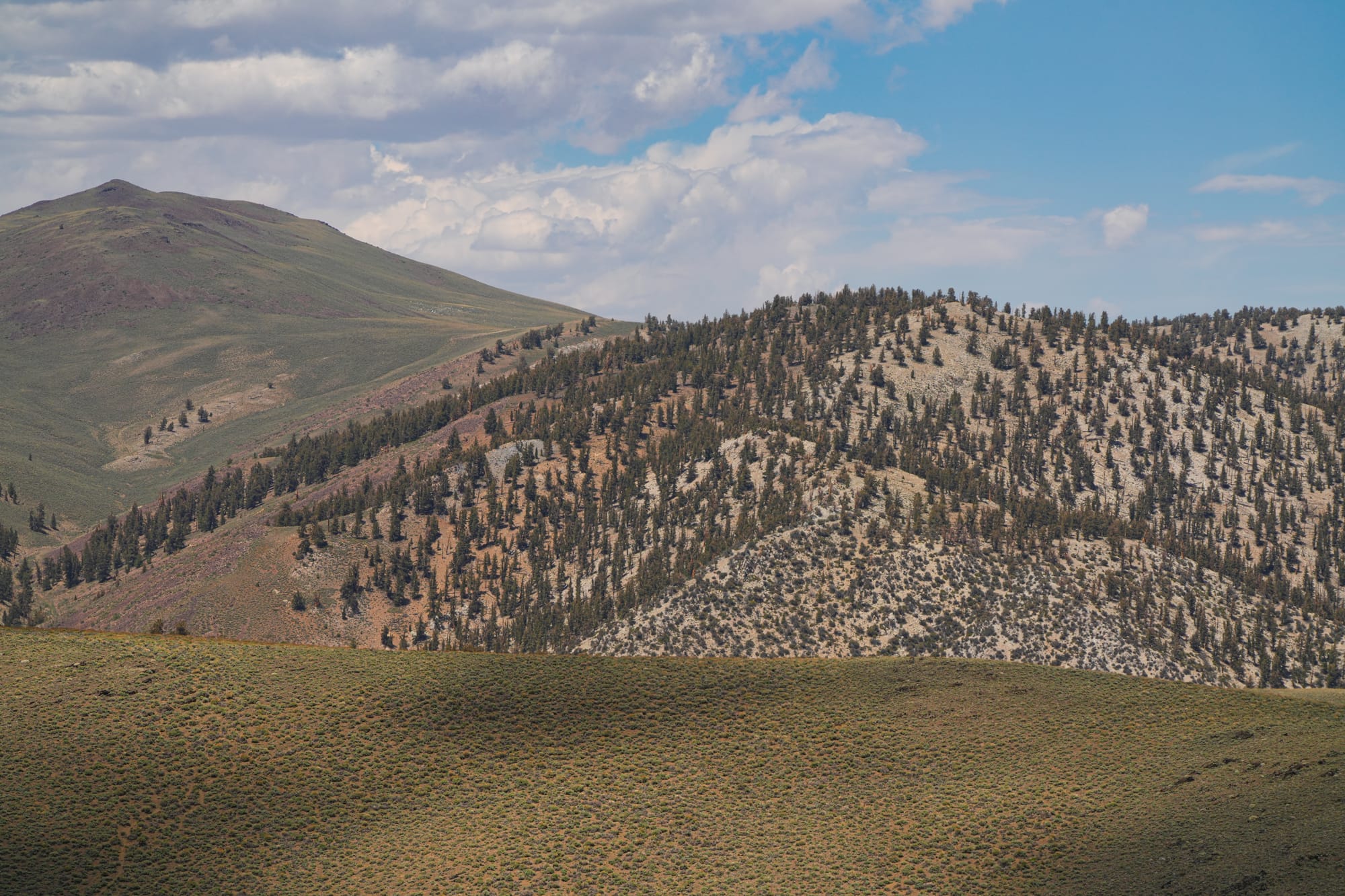 bristlecone pine forest