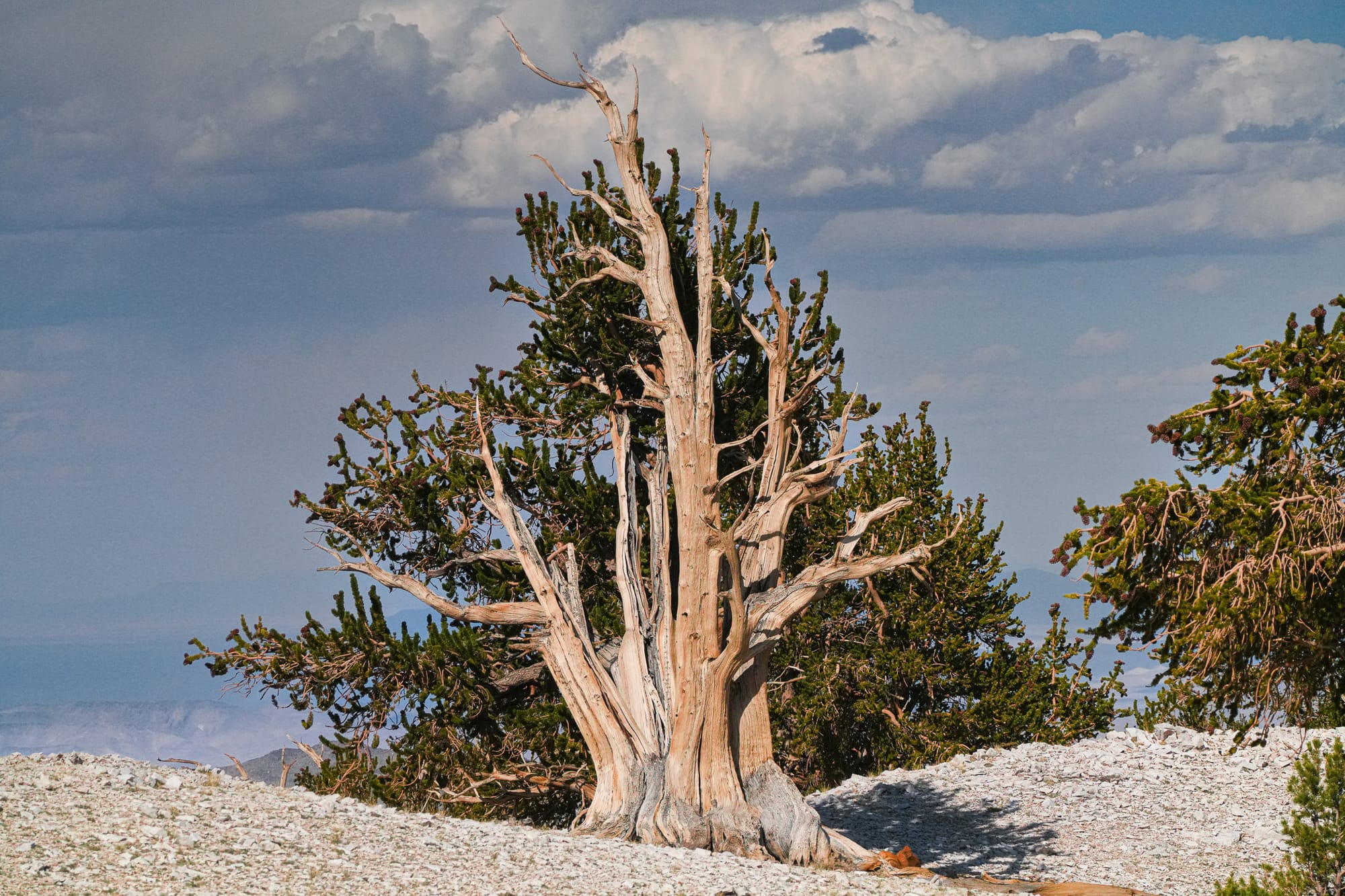 bristlecone pine