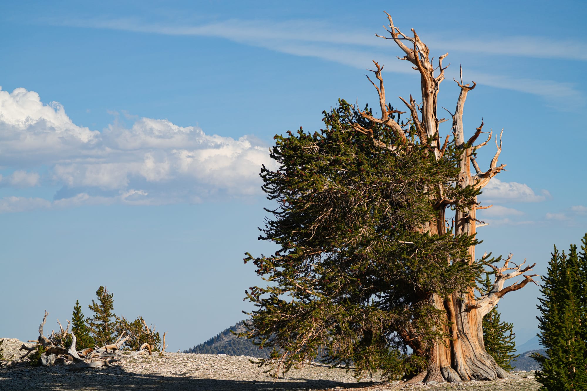 bristlecone pines