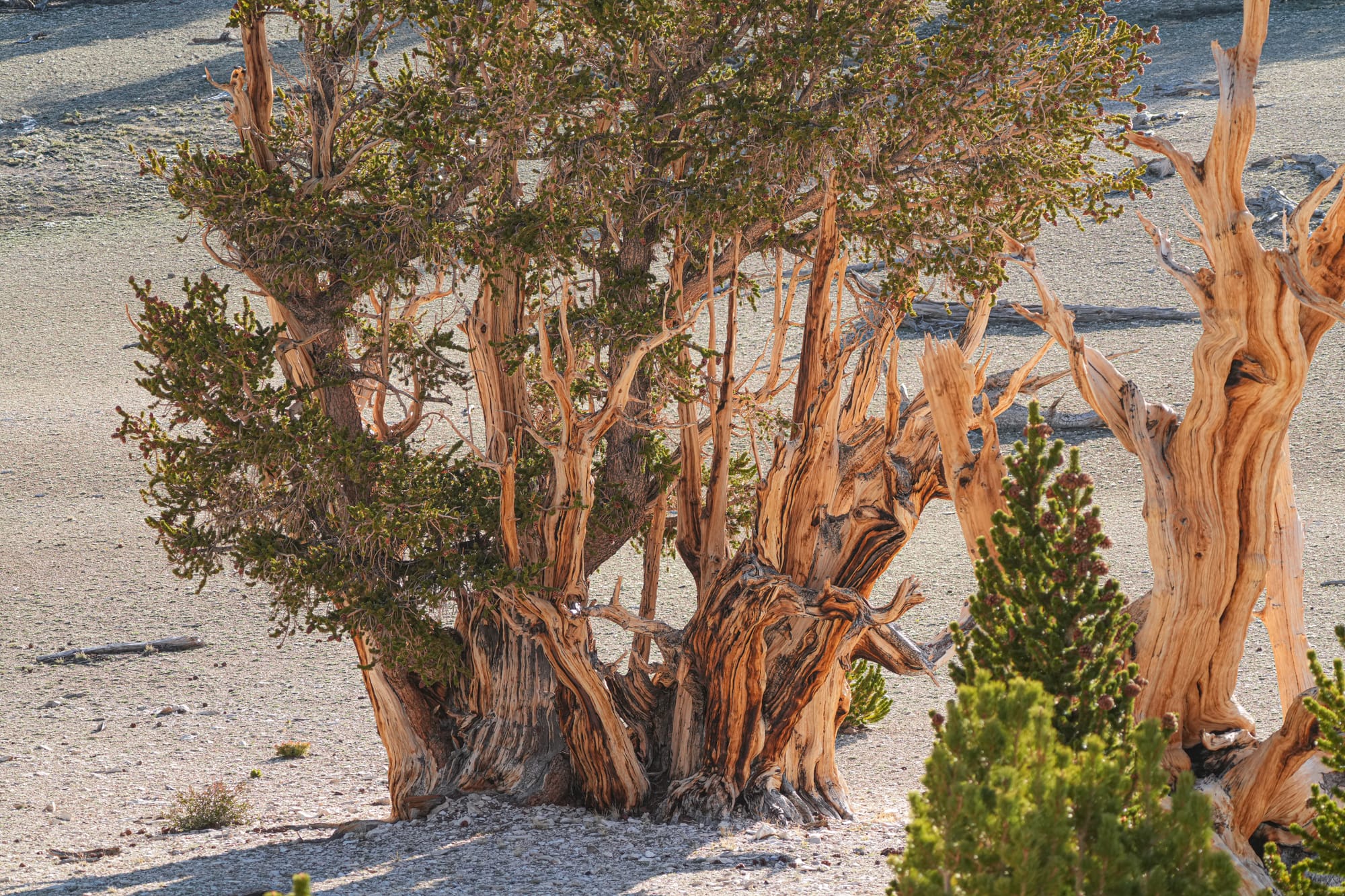 bristlecone pines