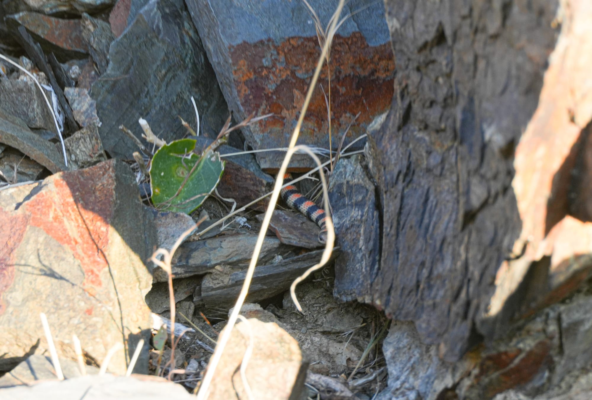 ground snake