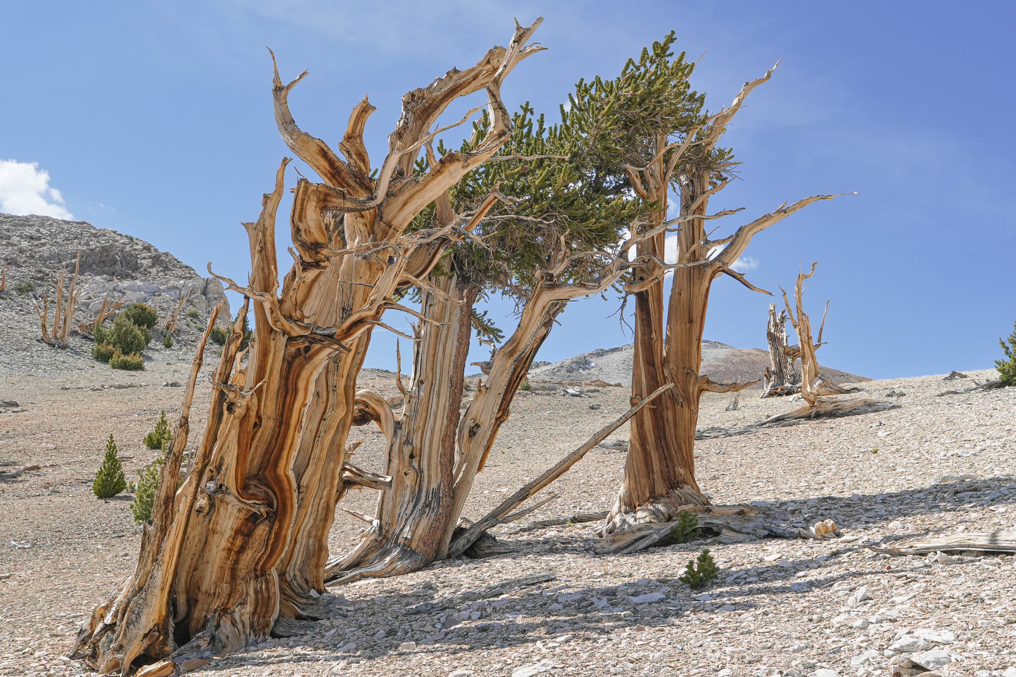 bristlecone pines
