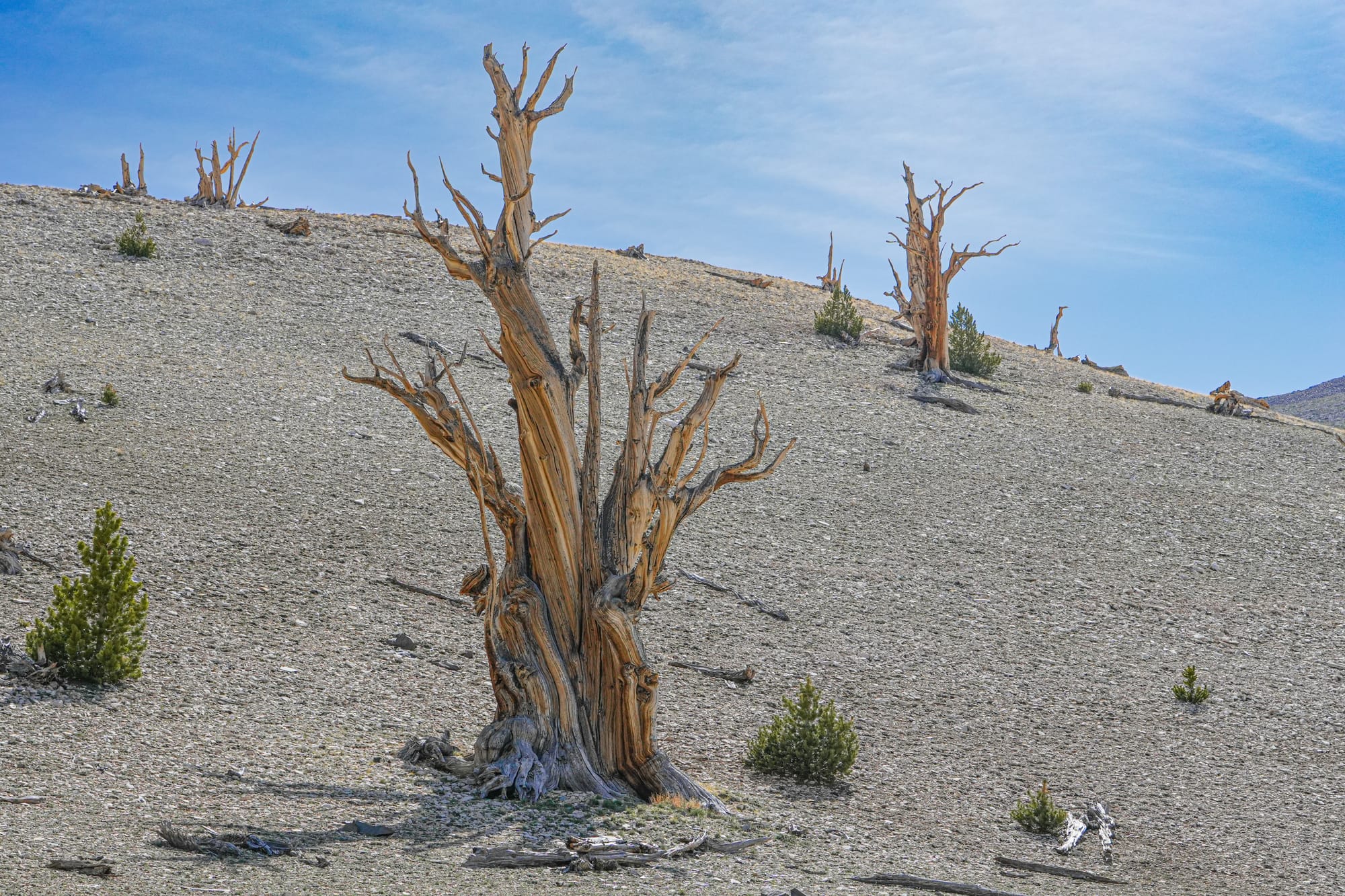 bristlecone pines