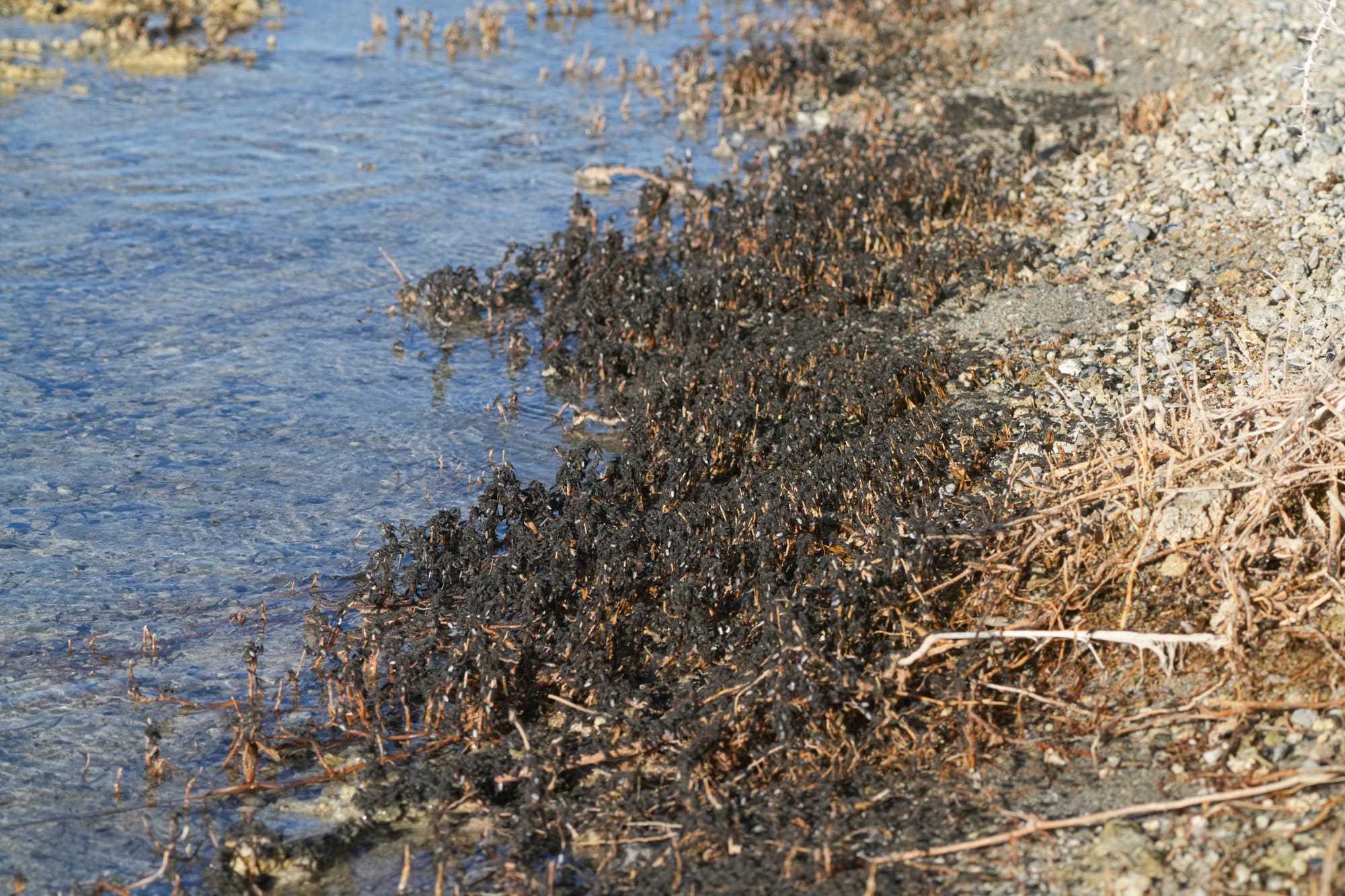 brine flies