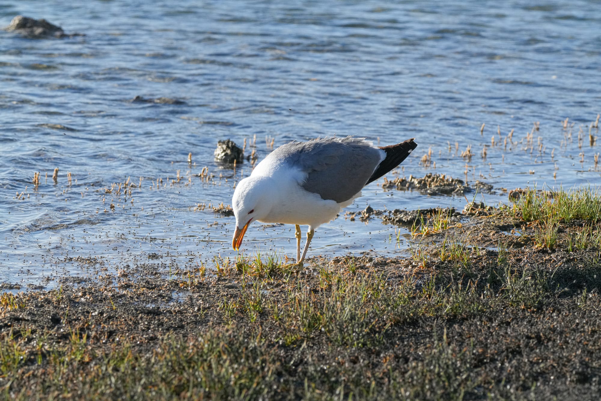 California gull