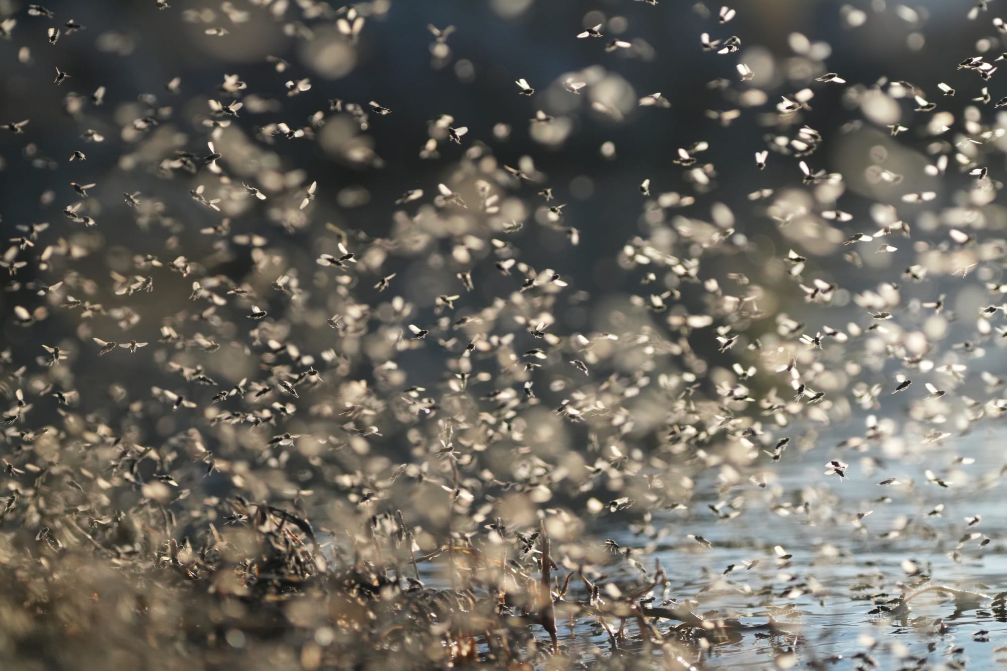 brine flies at Mono Lake
